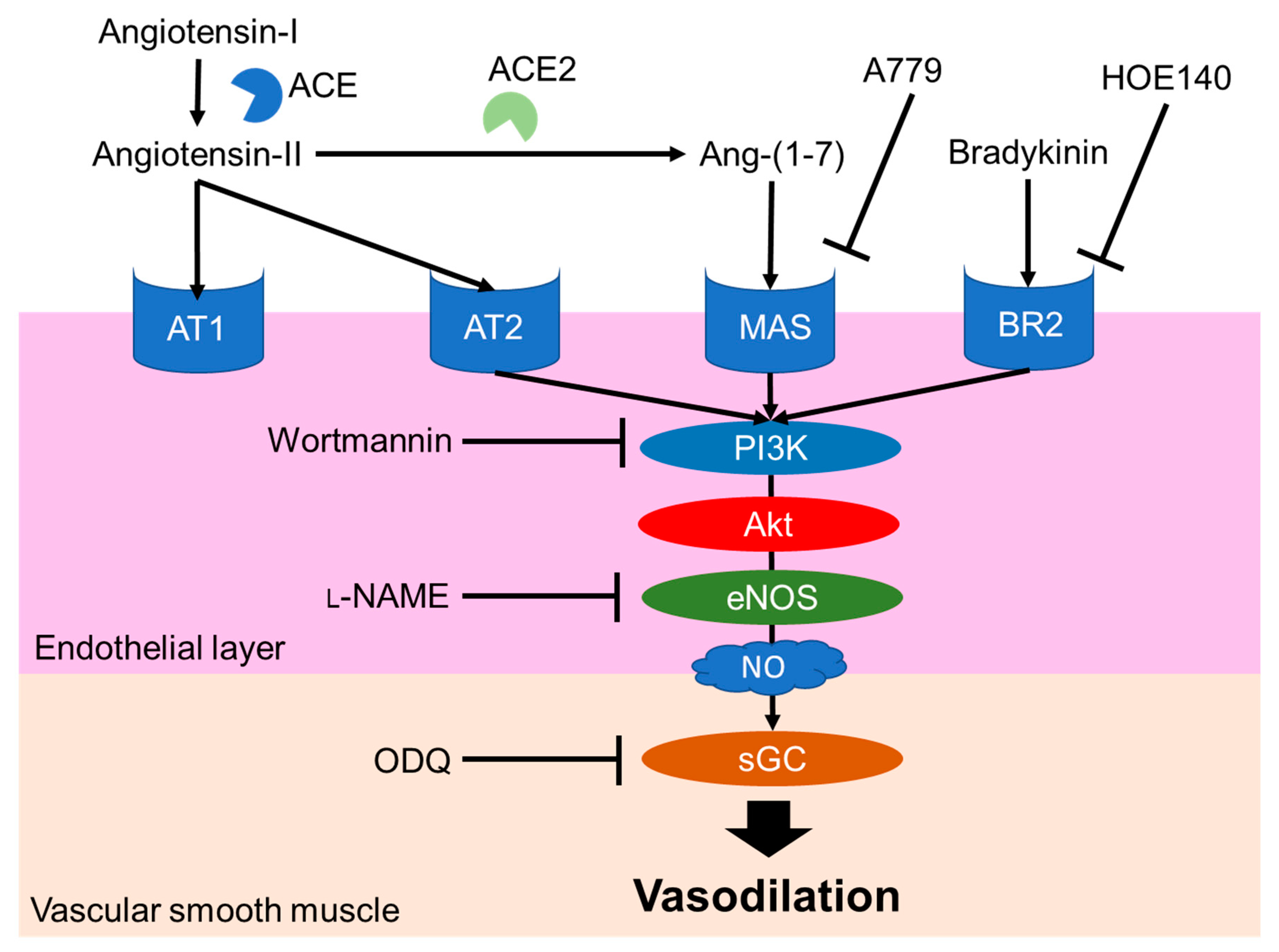 Nutrients 12 03060 g003 Nutrients 12 03060 g003