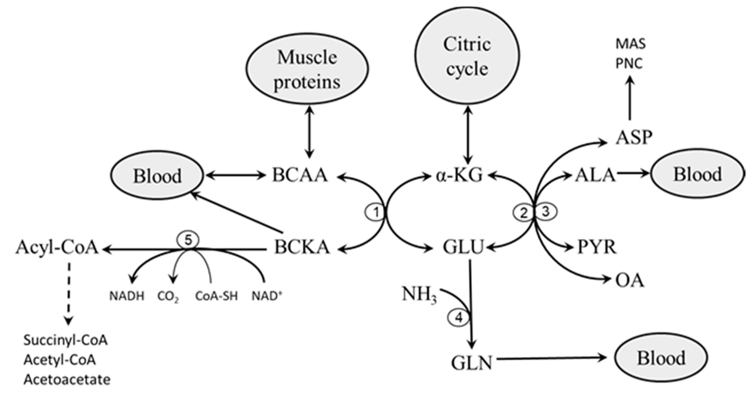 Branched-chain amino acids