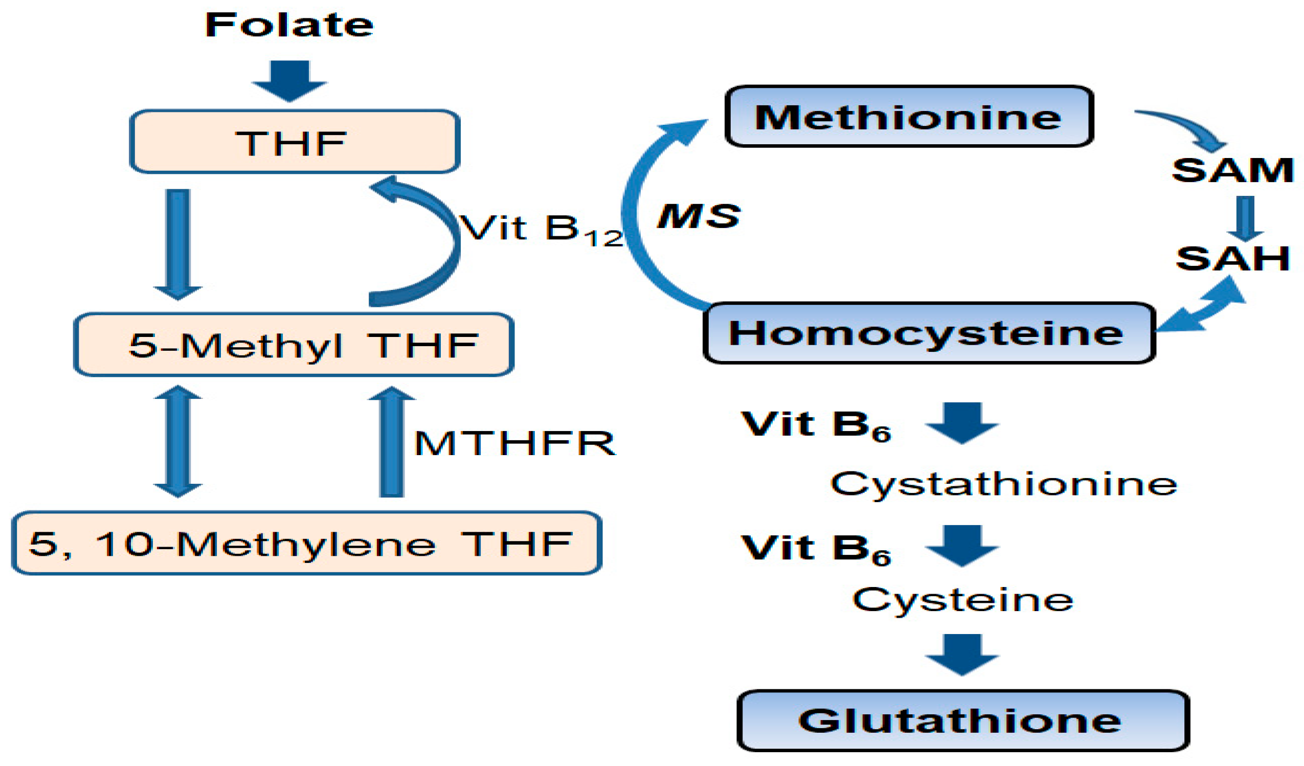 nutrients-free-full-text-influences-of-folate-supplementation-on