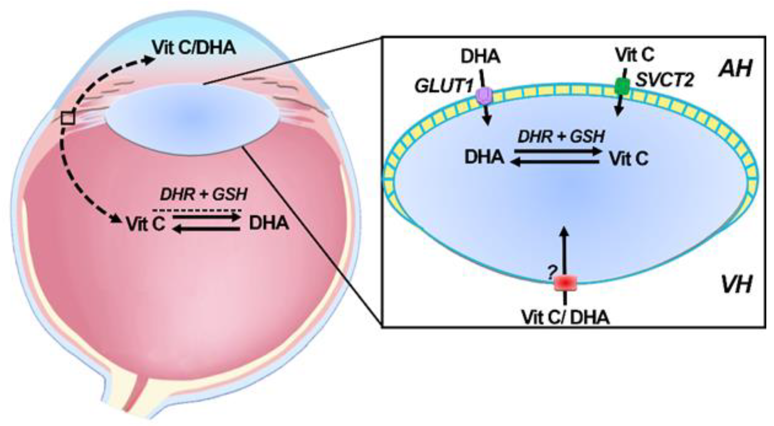 Nutrients 12 03142 g005 Nutrients 12 03142 g005