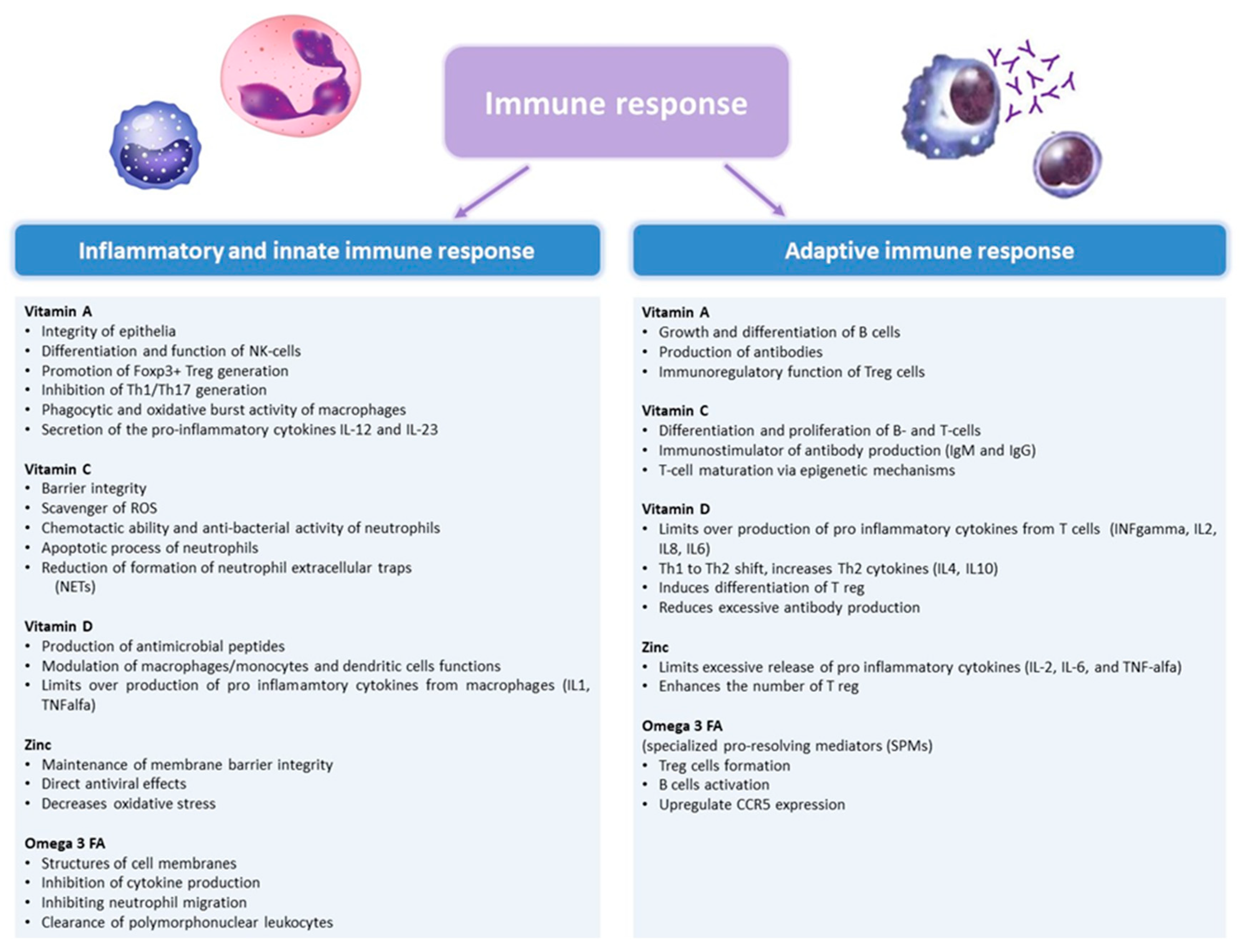 Micronutrient functions