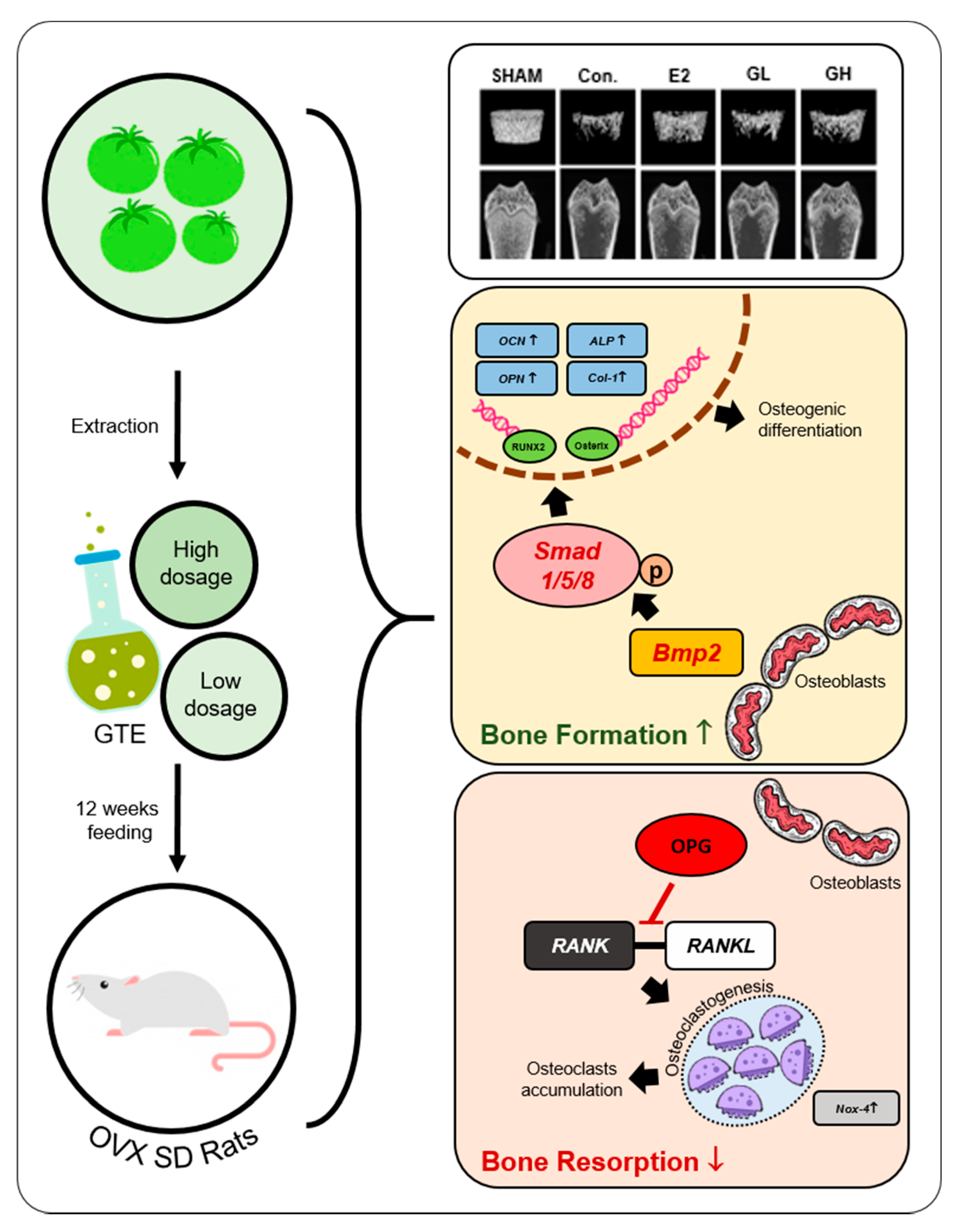 Nutrients 12 03210 g007 Nutrients 12 03210 g007