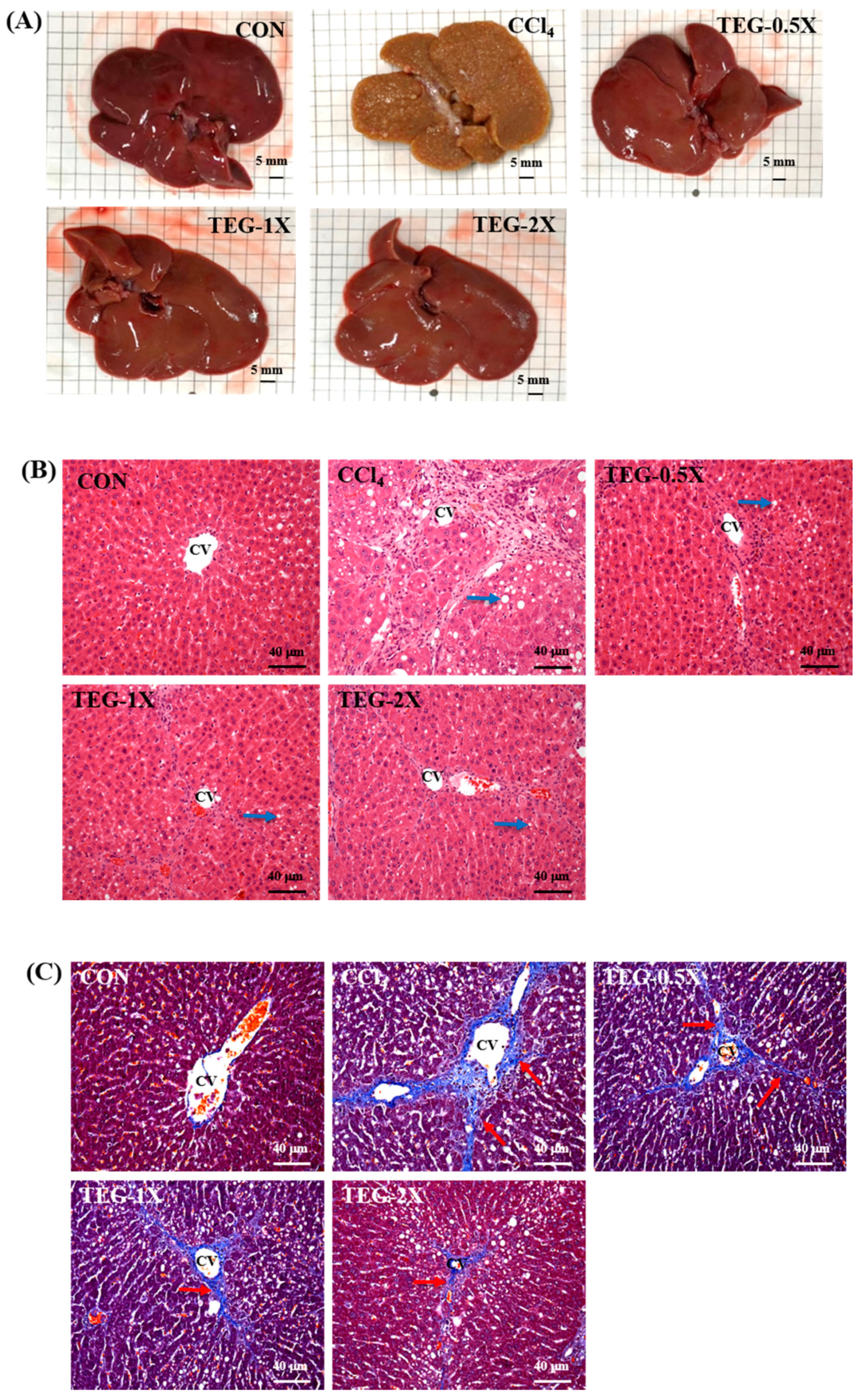 Nutrients 12 03214 g005 Nutrients 12 03214 g005