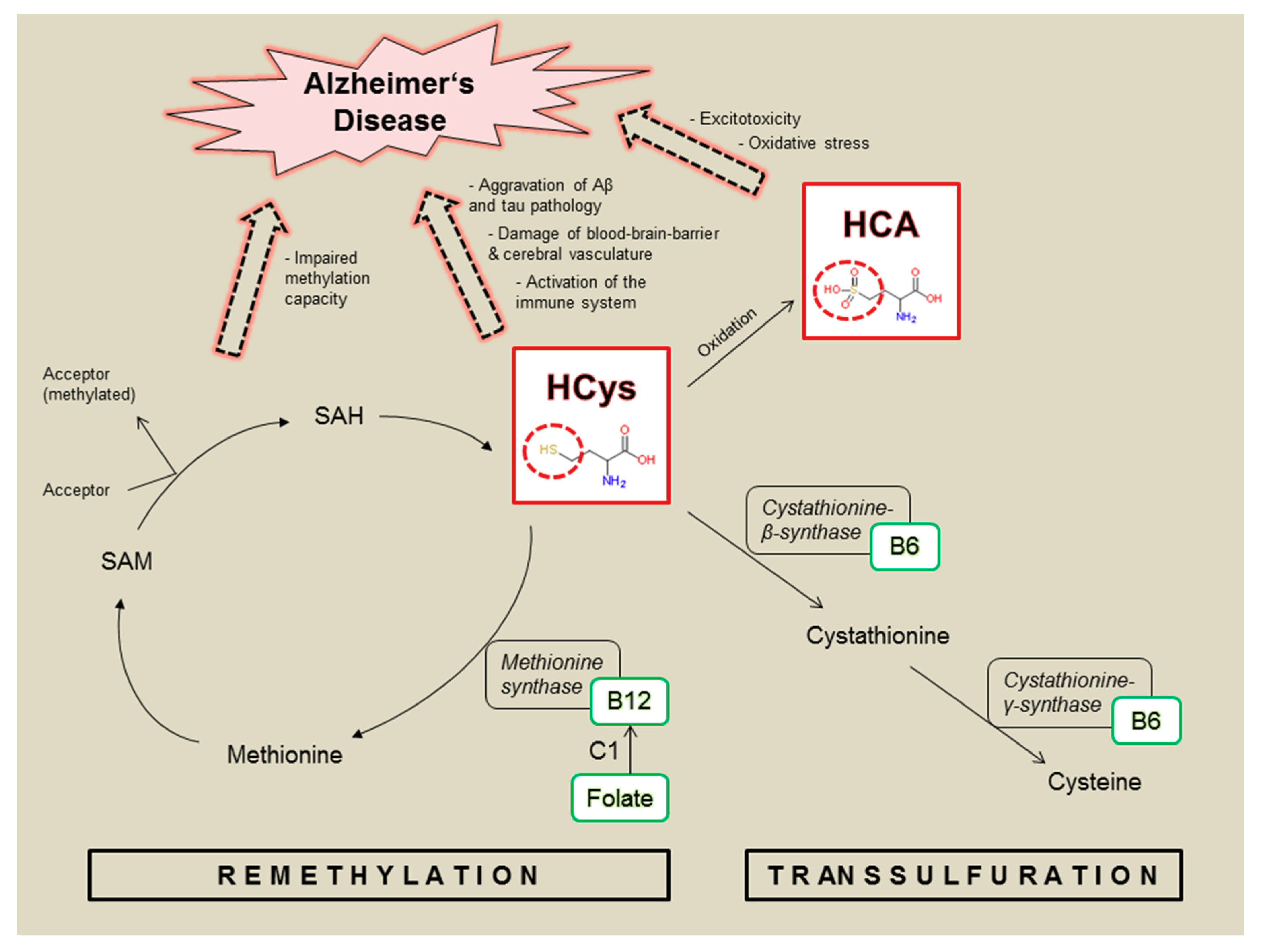 Nutrients 12 03248 g001 Nutrients 12 03248 g001