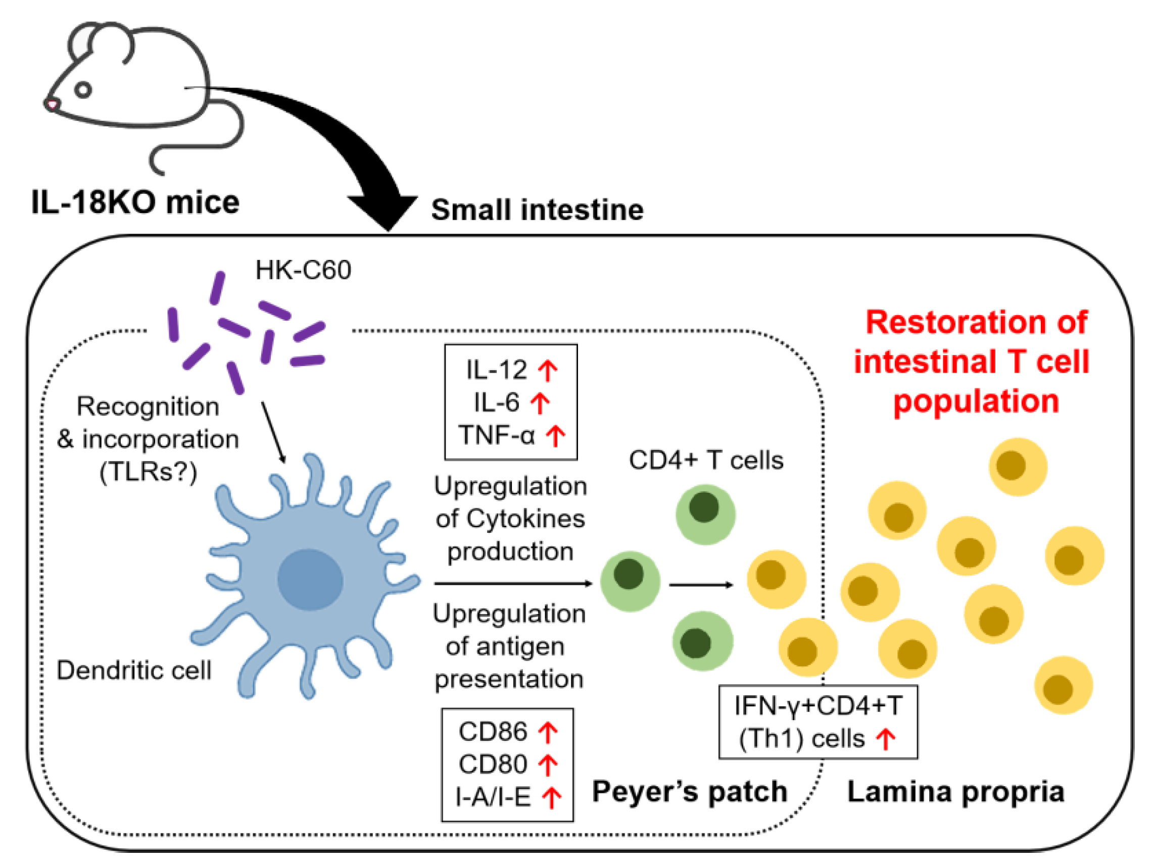 Nutrients 12 03287 g005 Nutrients 12 03287 g005