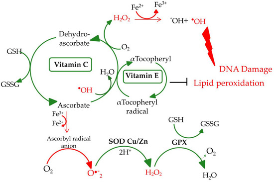 Nutrients Free Full Text Nutrition Can Help Dna Repair In The Case Of Aging Html