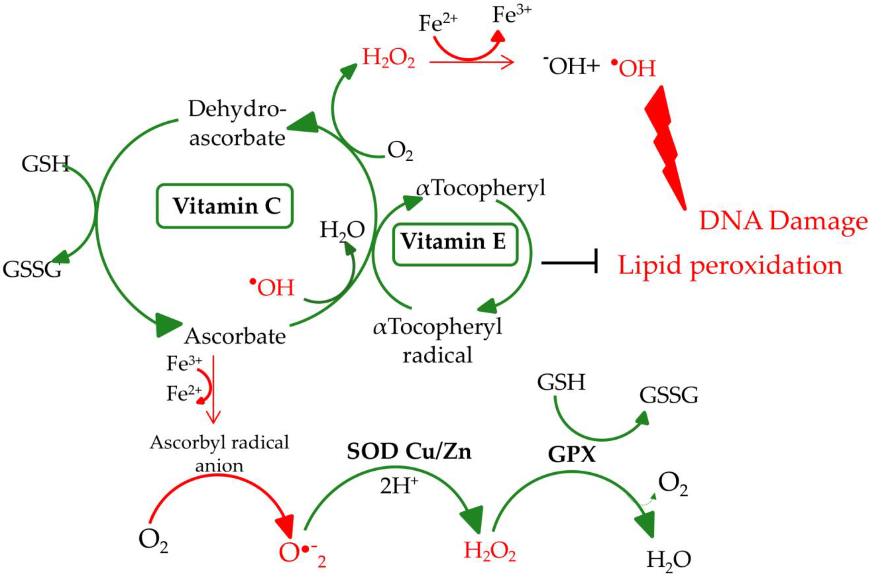 Nutrients 12 03364 g001