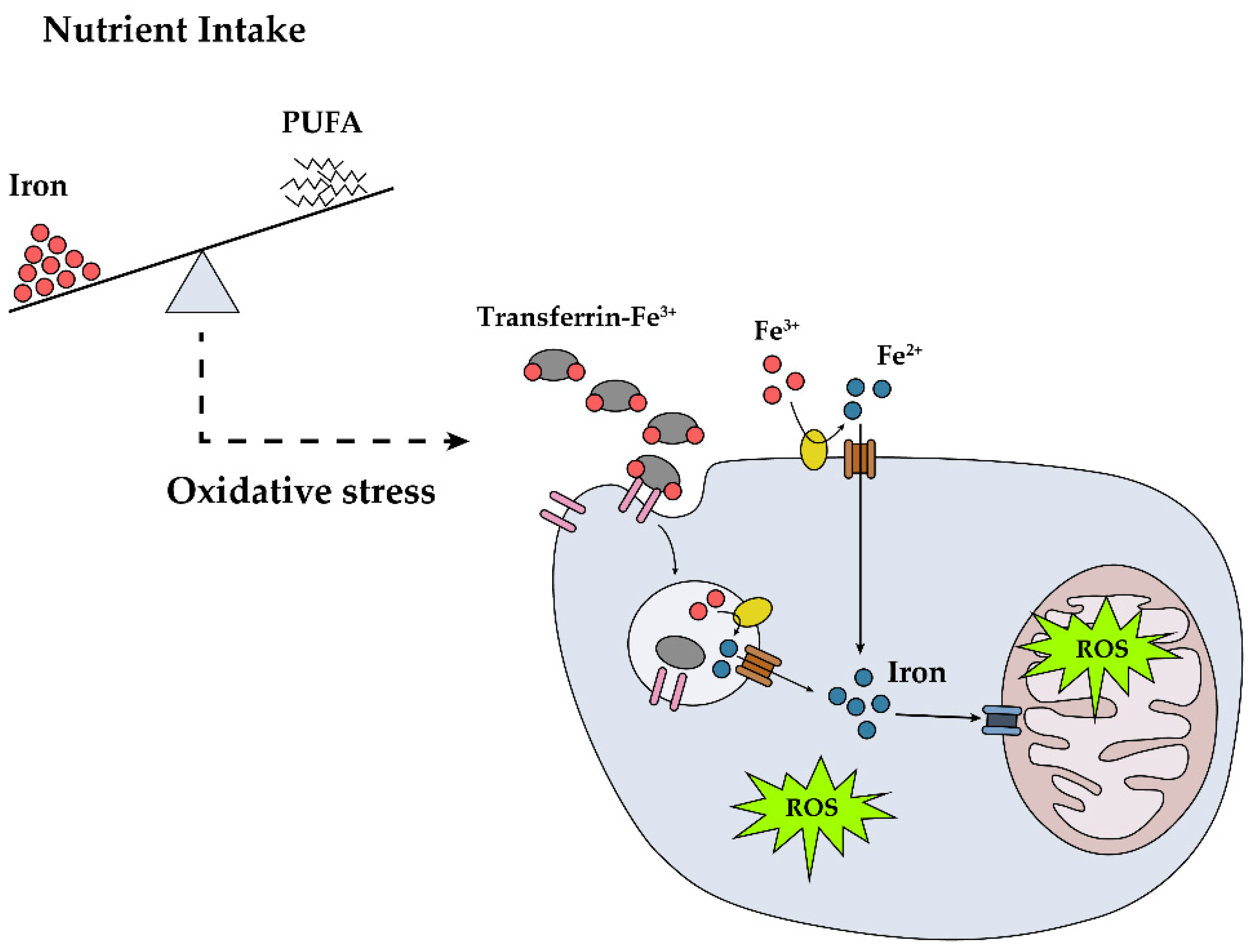 Nutrients 12 03365 g001 Nutrients 12 03365 g001