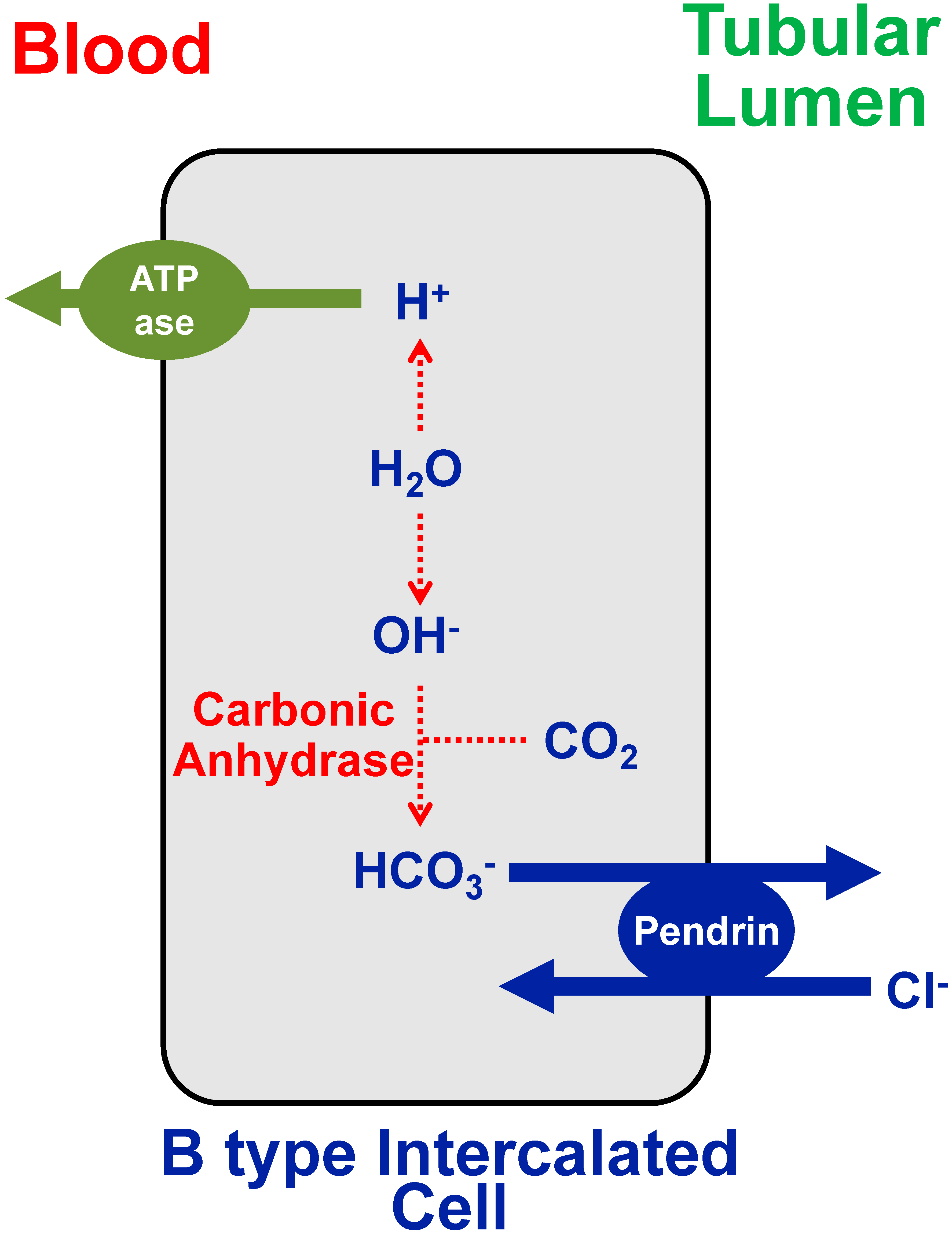 Nutrients Free Full Text Dietary Chloride Deficiency Syndrome Pathophysiology History And Systematic Literature Review Html