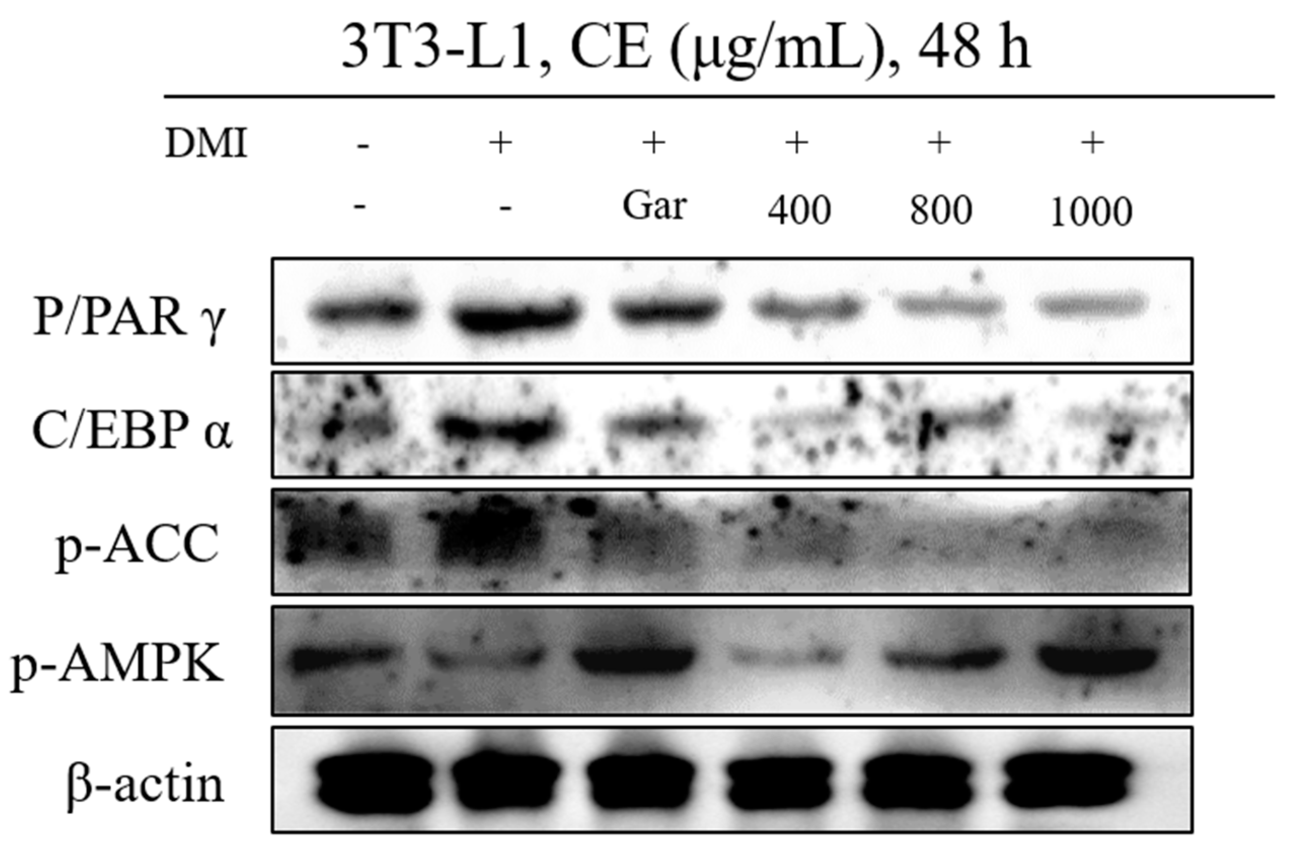 Nutrients 12 03453 g003 Nutrients 12 03453 g003