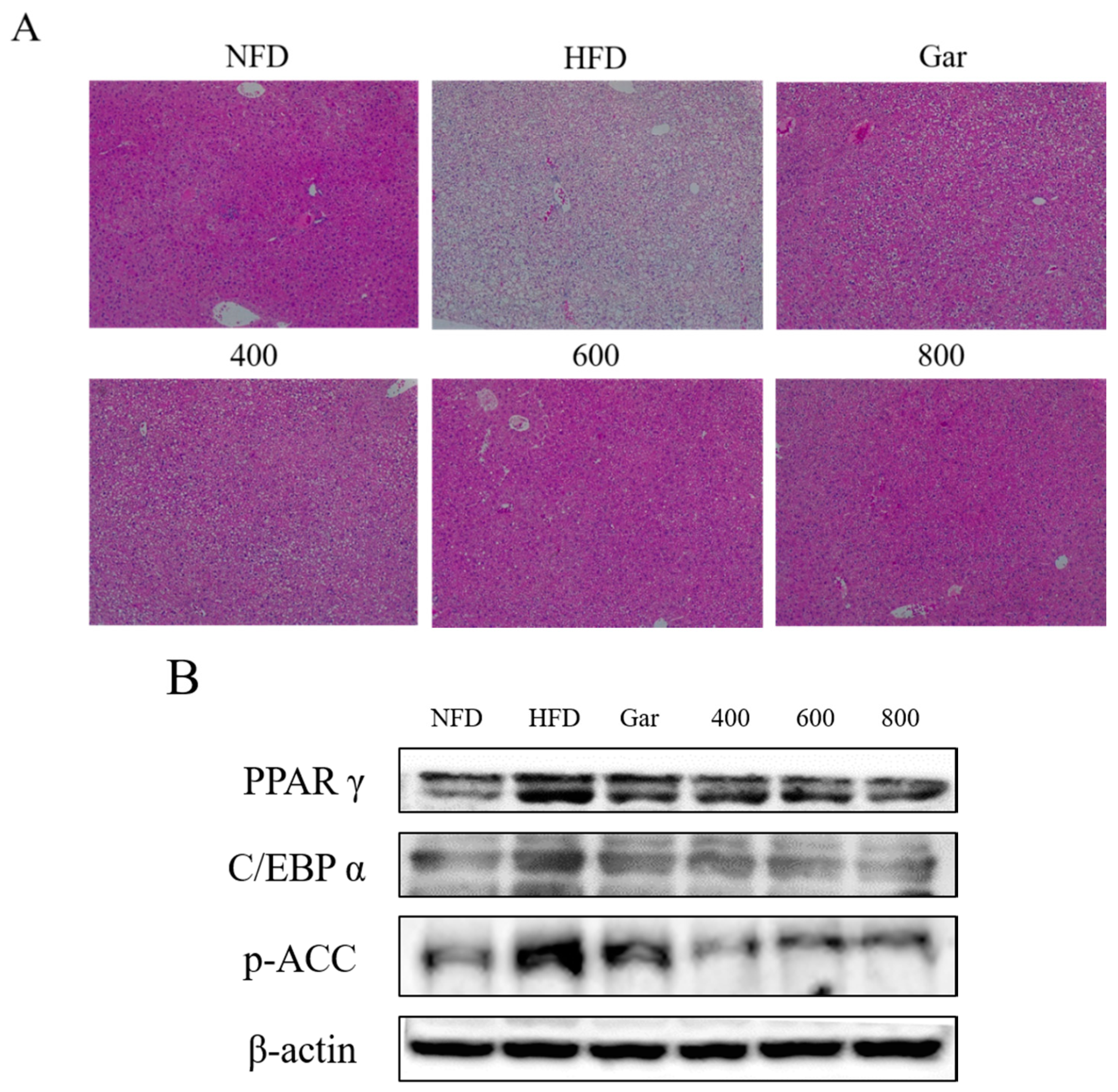 Nutrients 12 03453 g005 Nutrients 12 03453 g005