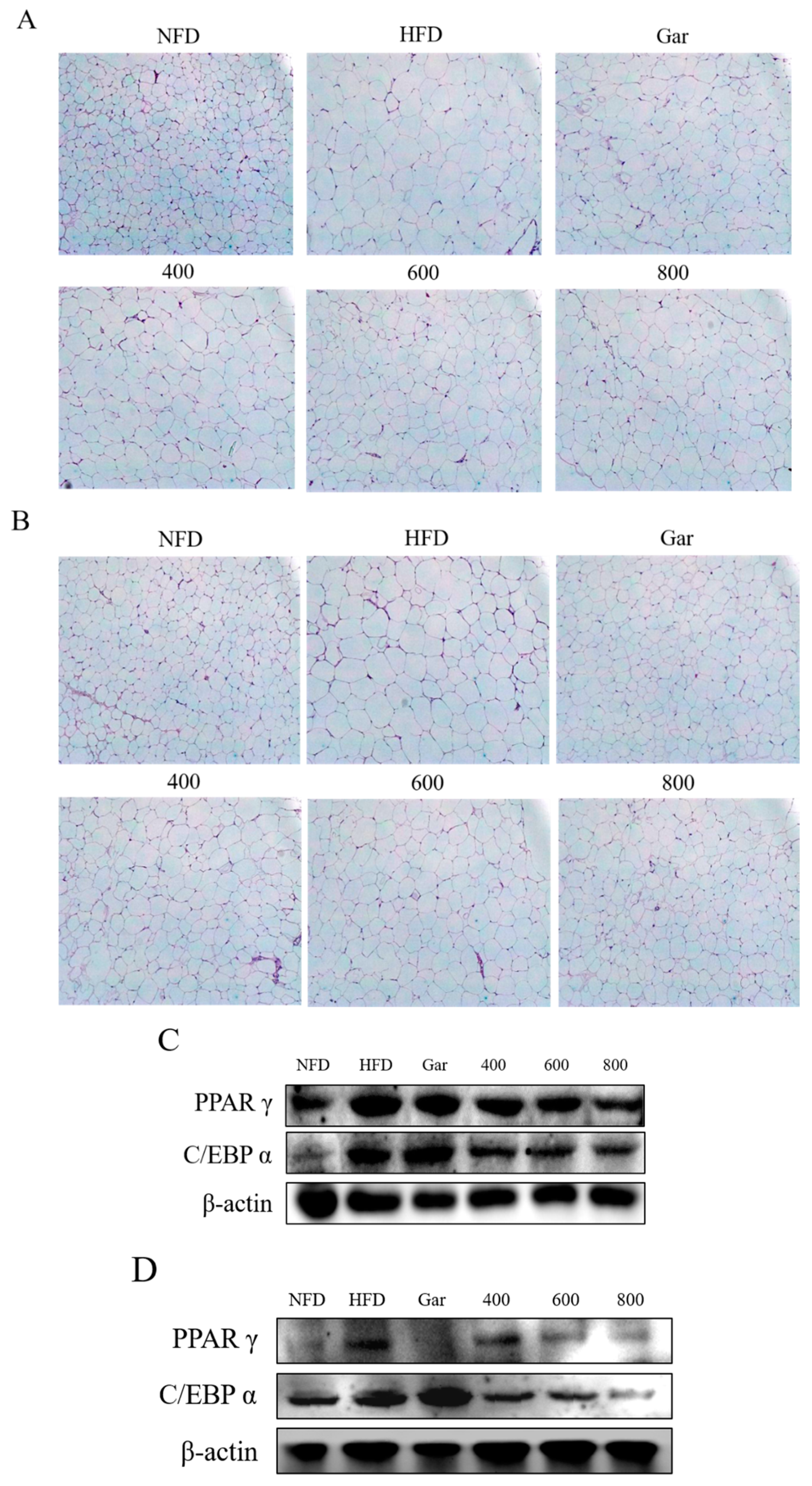 Nutrients 12 03453 g006 Nutrients 12 03453 g006