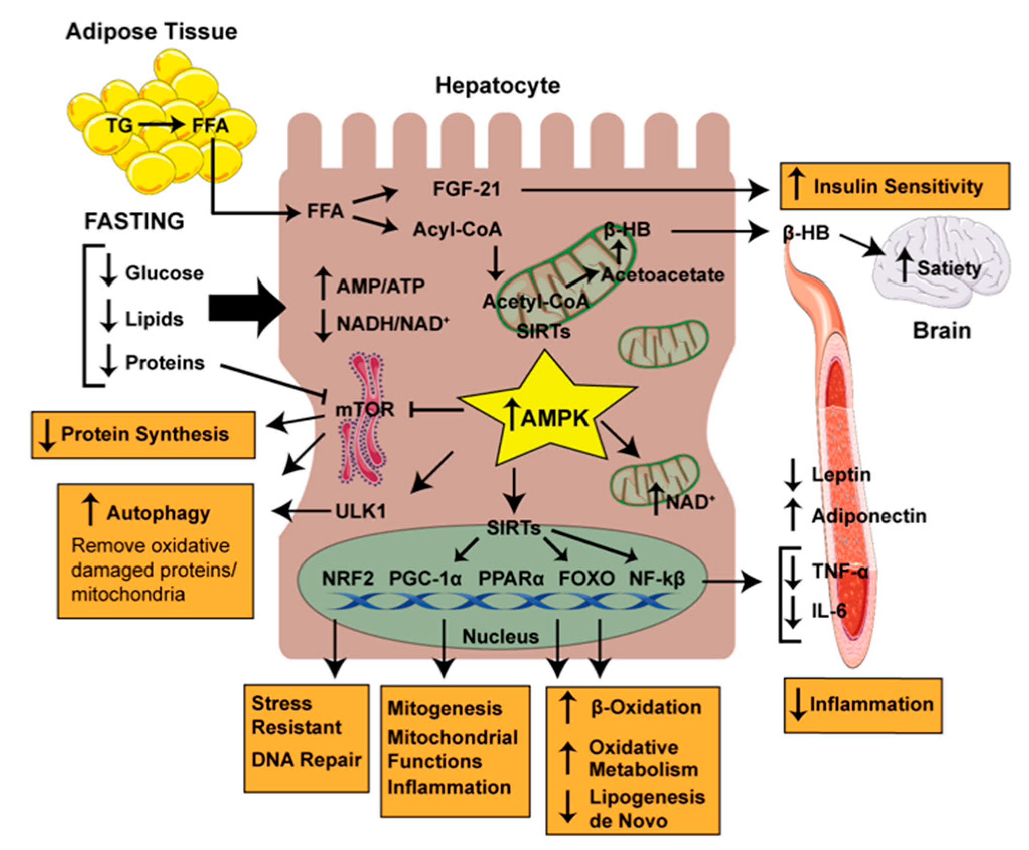 Nutrients 12 03472 g001
