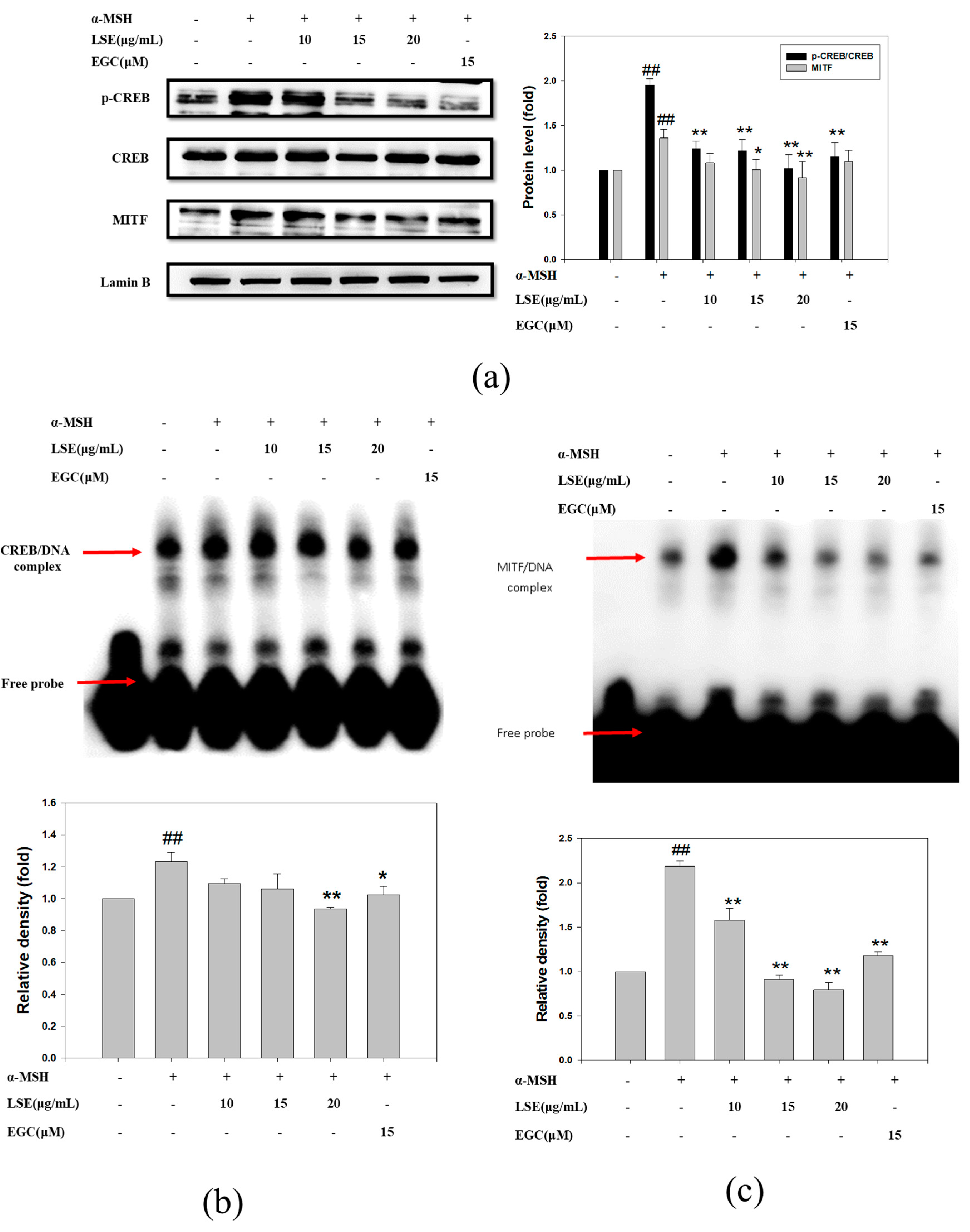 Nutrients 12 03535 g004 Nutrients 12 03535 g004