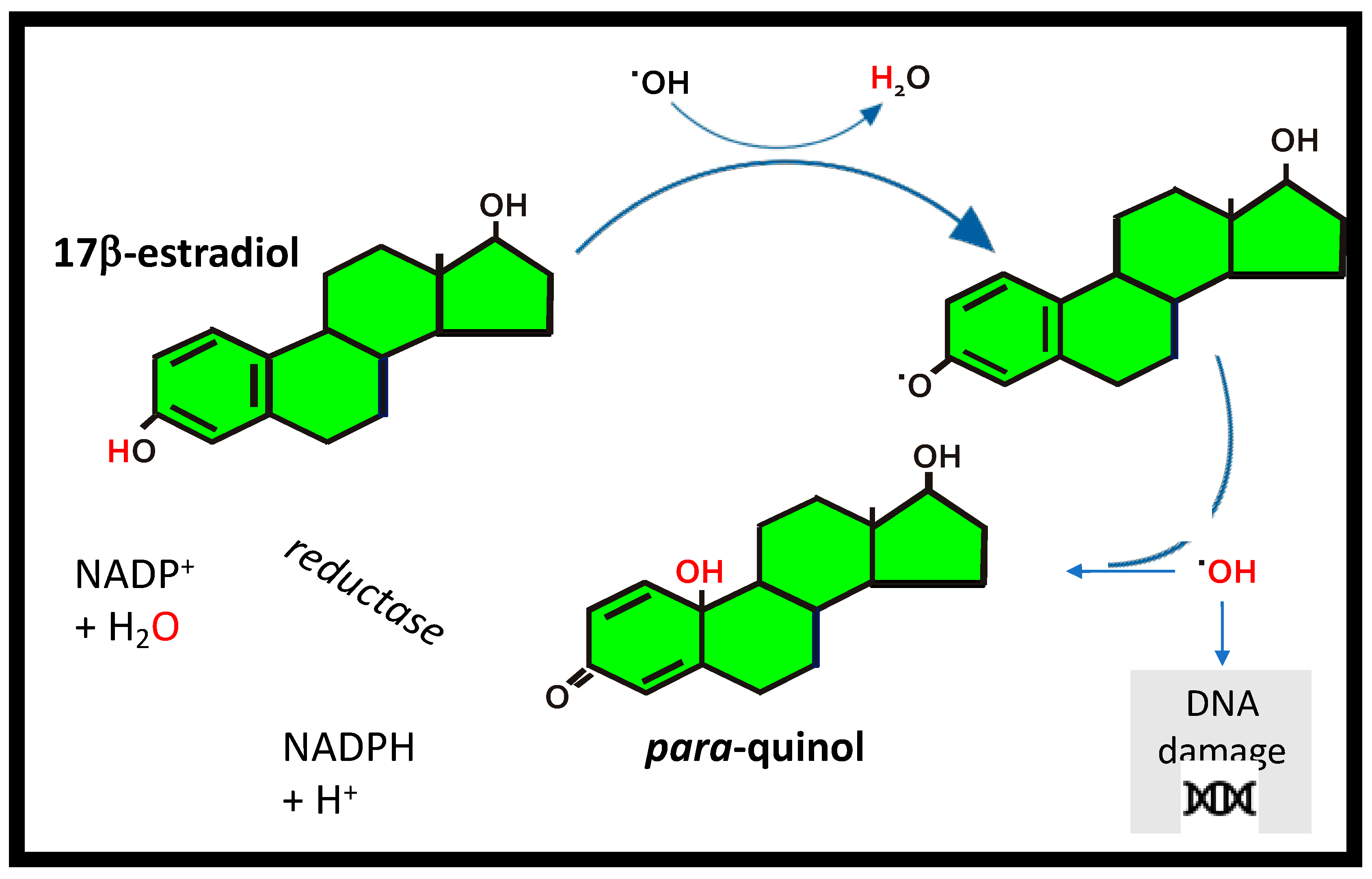 Nutrients 12 03537 g004 Nutrients 12 03537 g004
