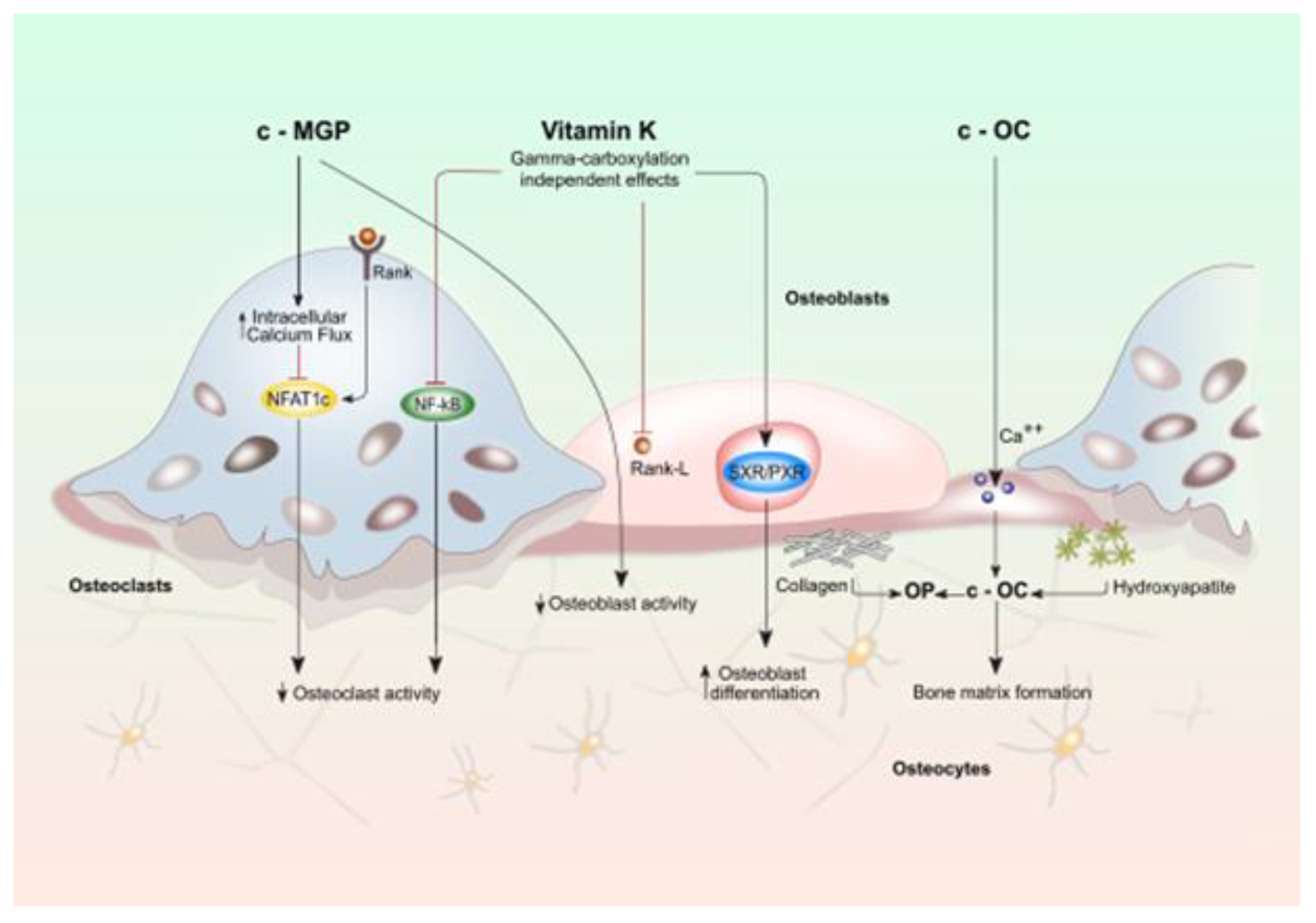 Nutrients Free FullText Vitamin K and Osteoporosis