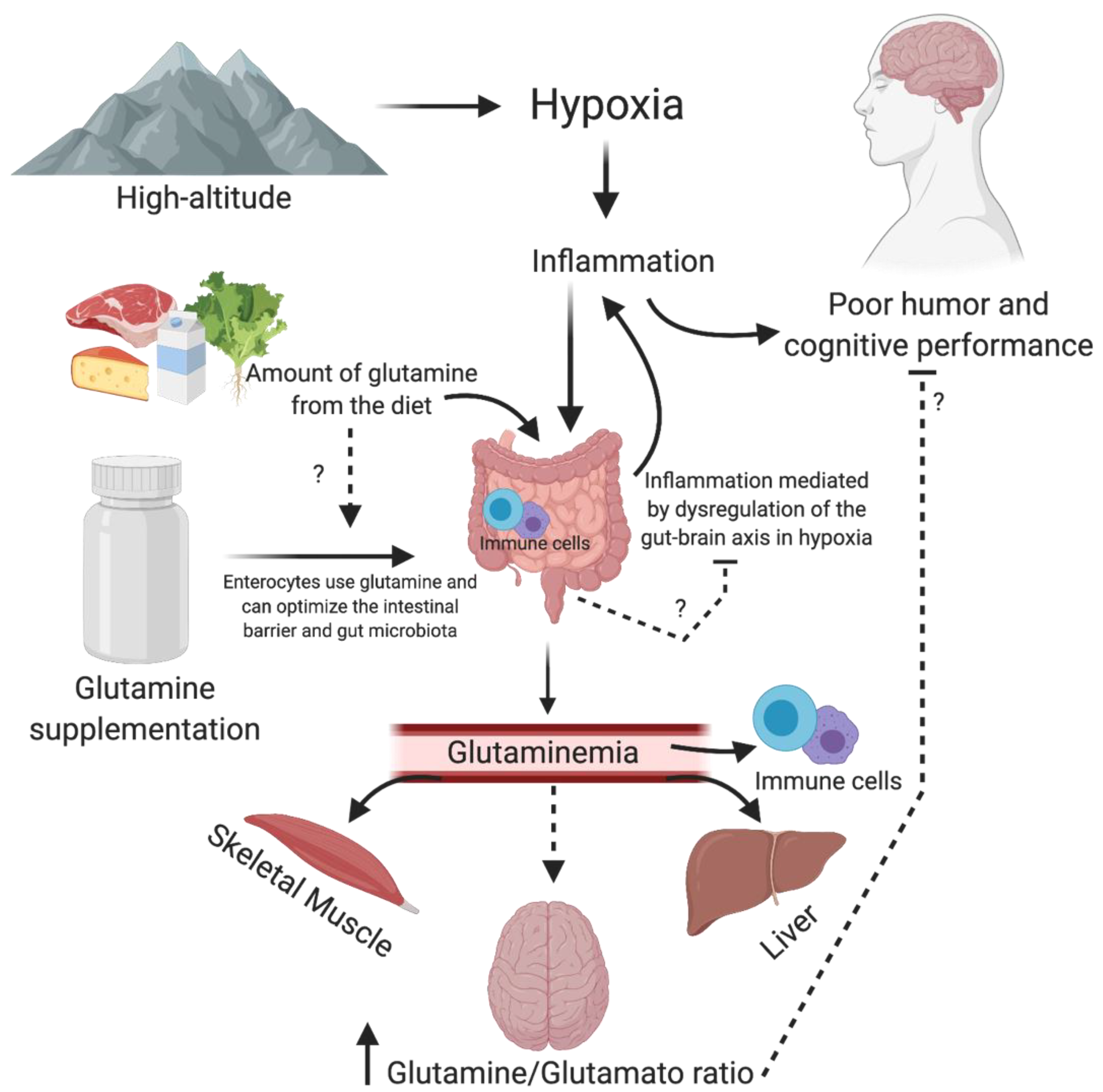 Glutamine and cognitive function
