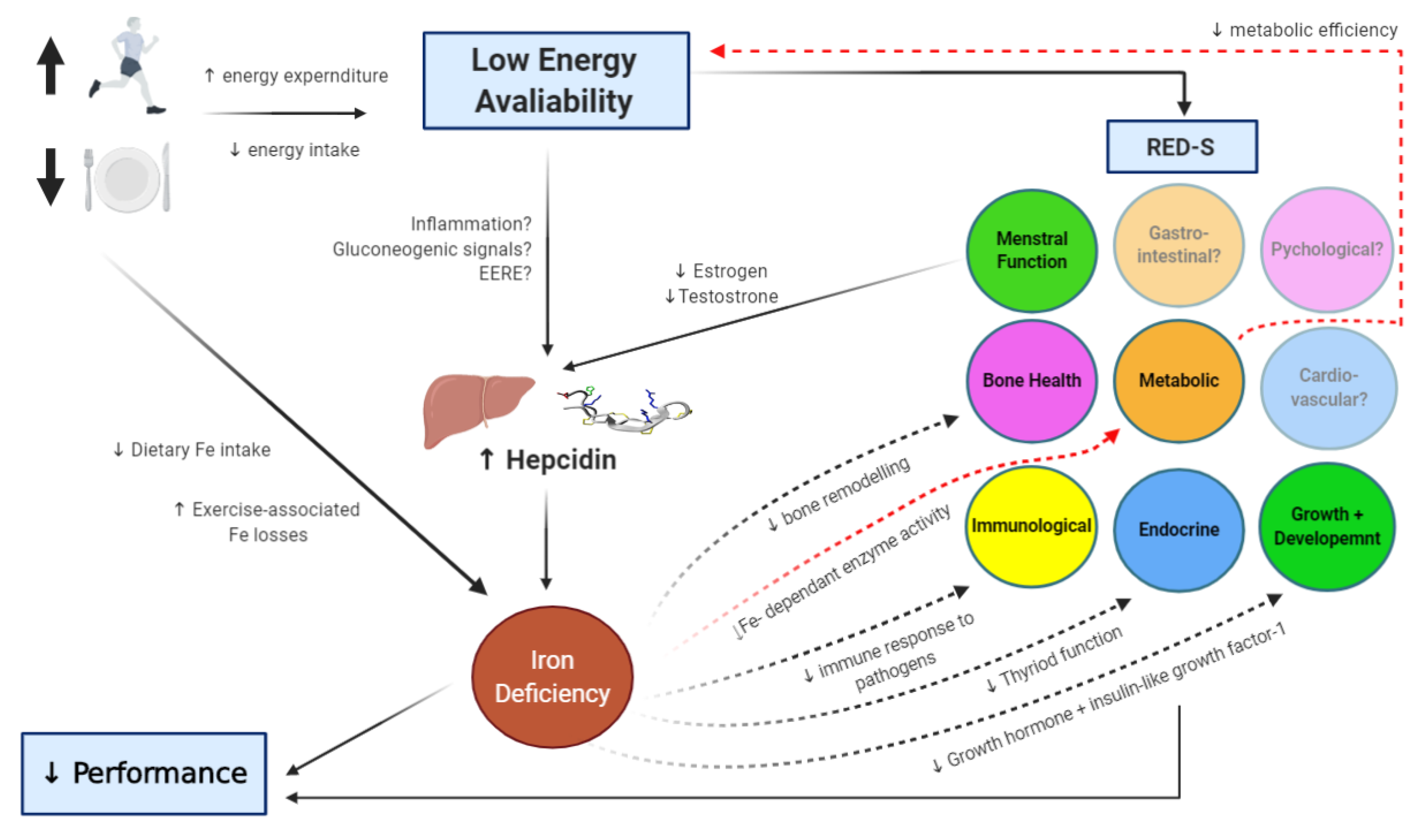 Energy metabolism and micronutrients