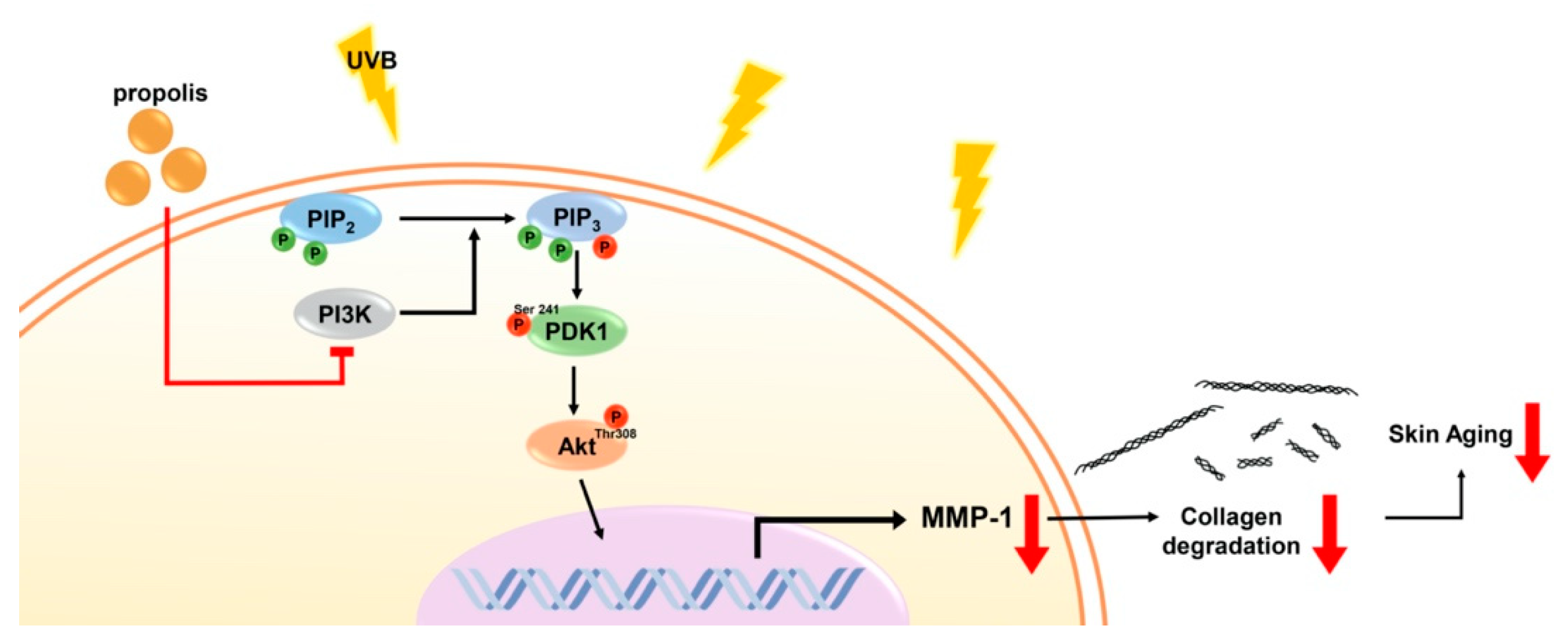 Nutrients 12 03790 g007