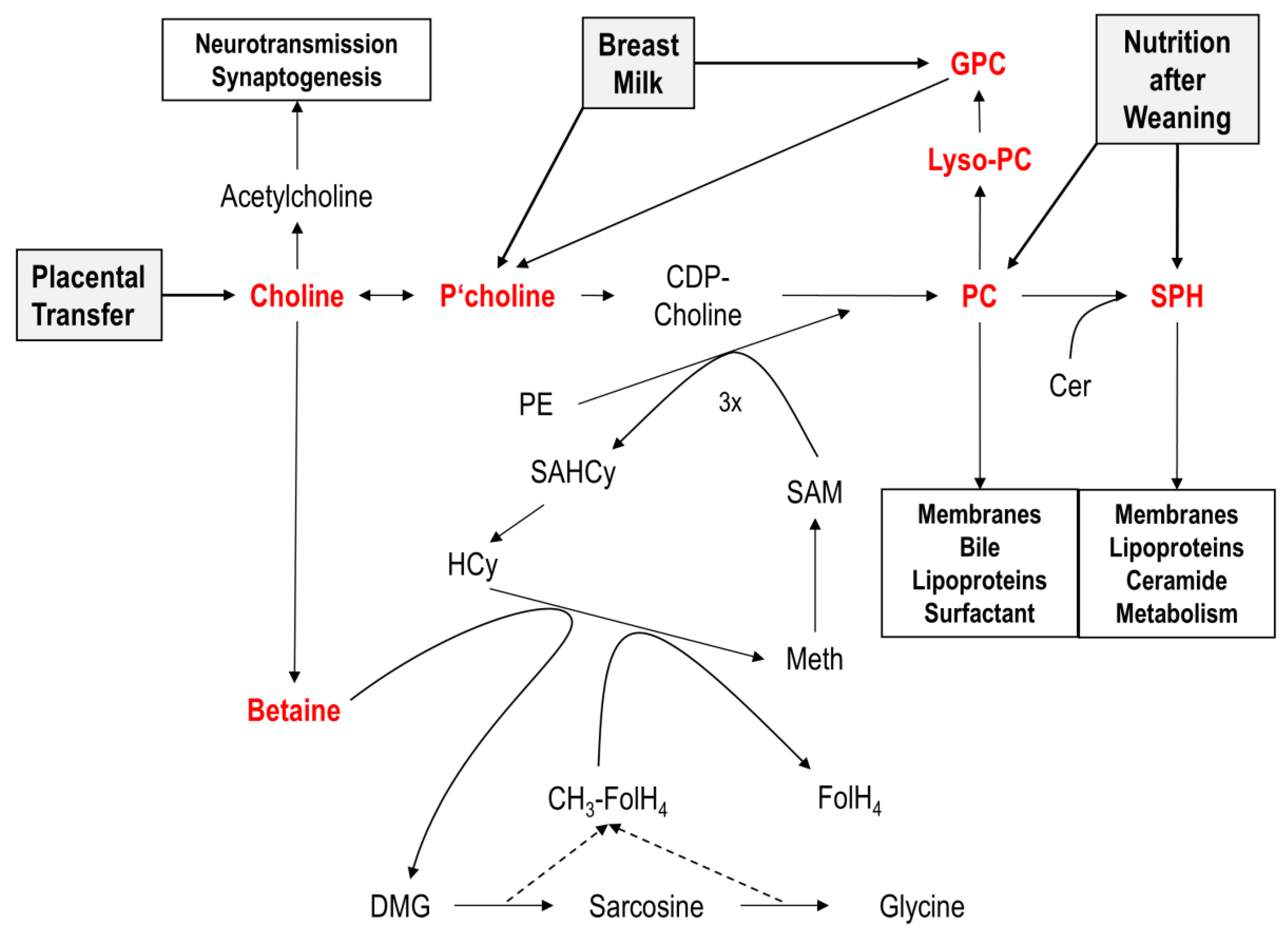 Nutrients 12 03815 g001