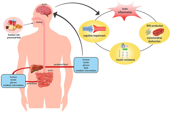 Nutrients Free Full-Text Sweet but Bitter Focus on Fructose Impact on Brain Function in Rodent Models