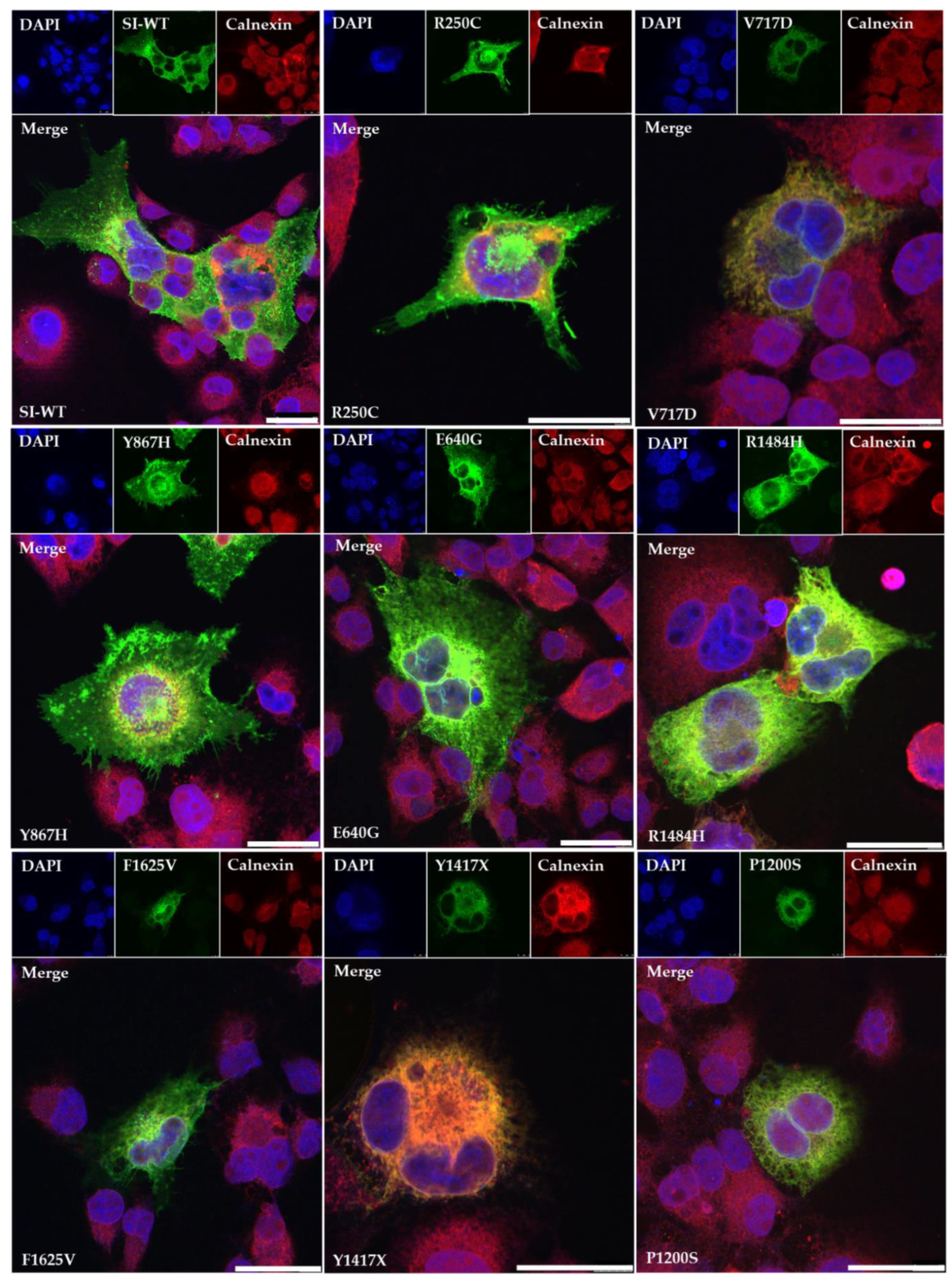 Nutrients 13 00009 g002