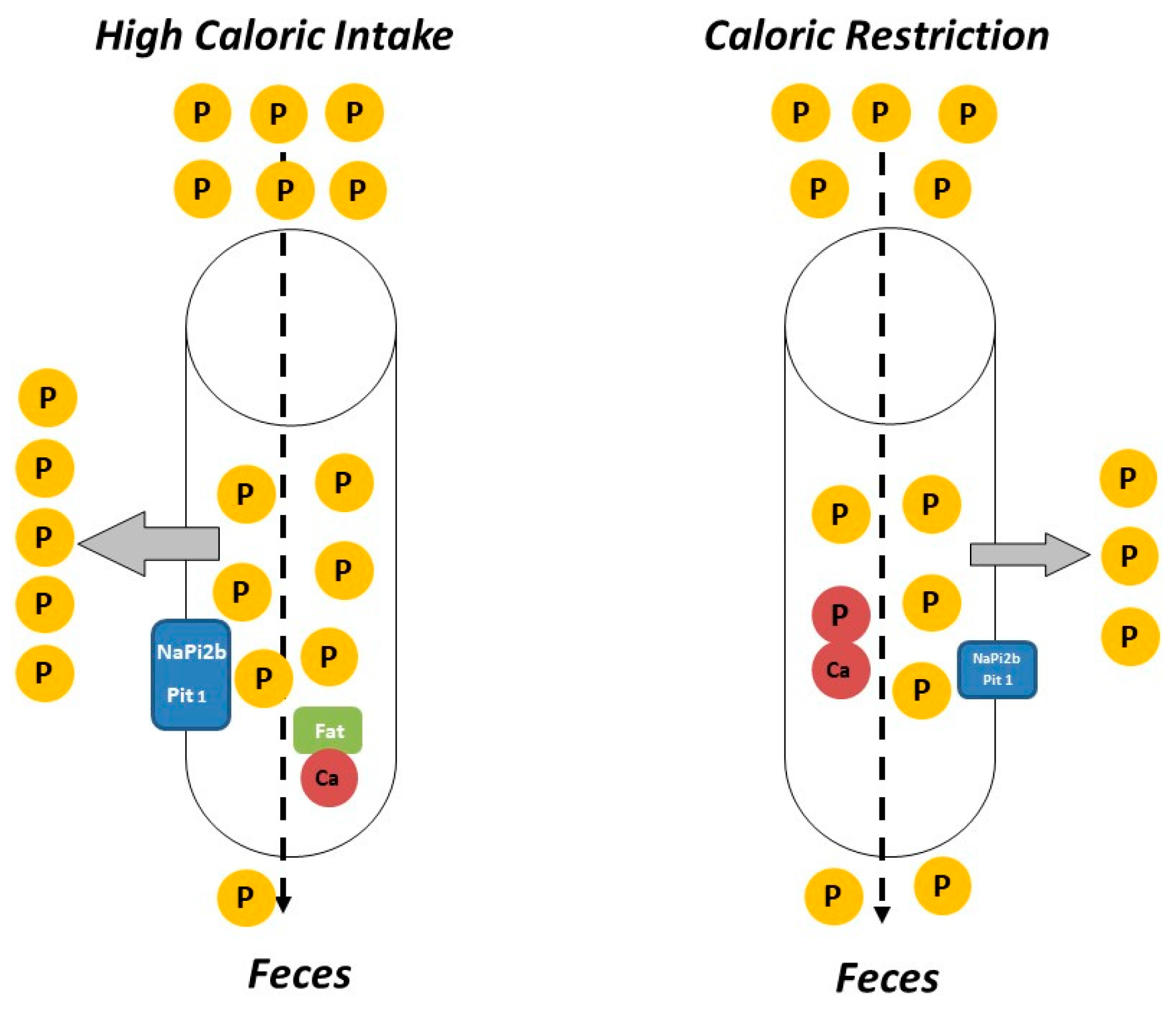Nutrients 13 00018 g001
