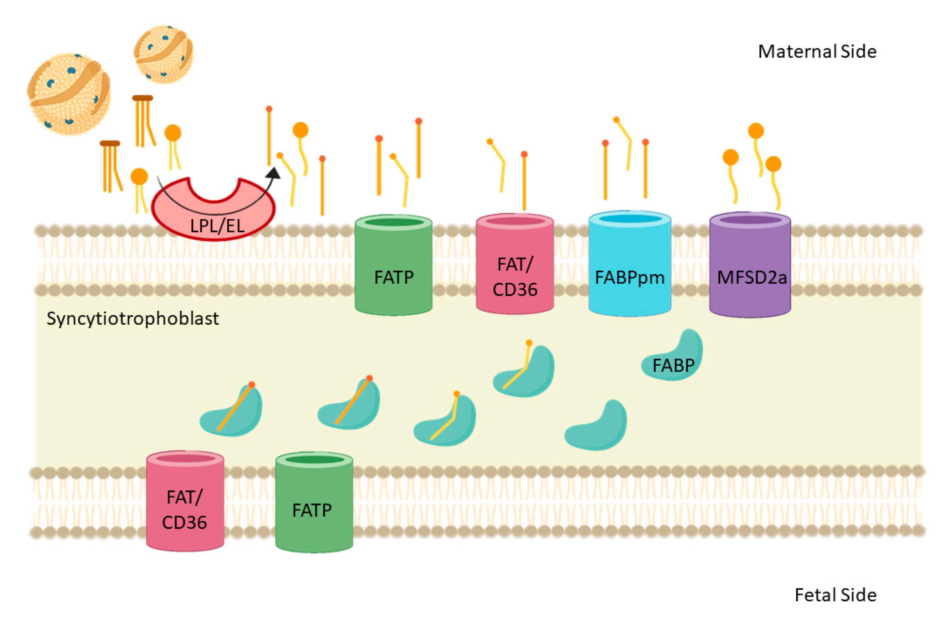 Nutrients 13 00019 g003 Nutrients 13 00019 g003