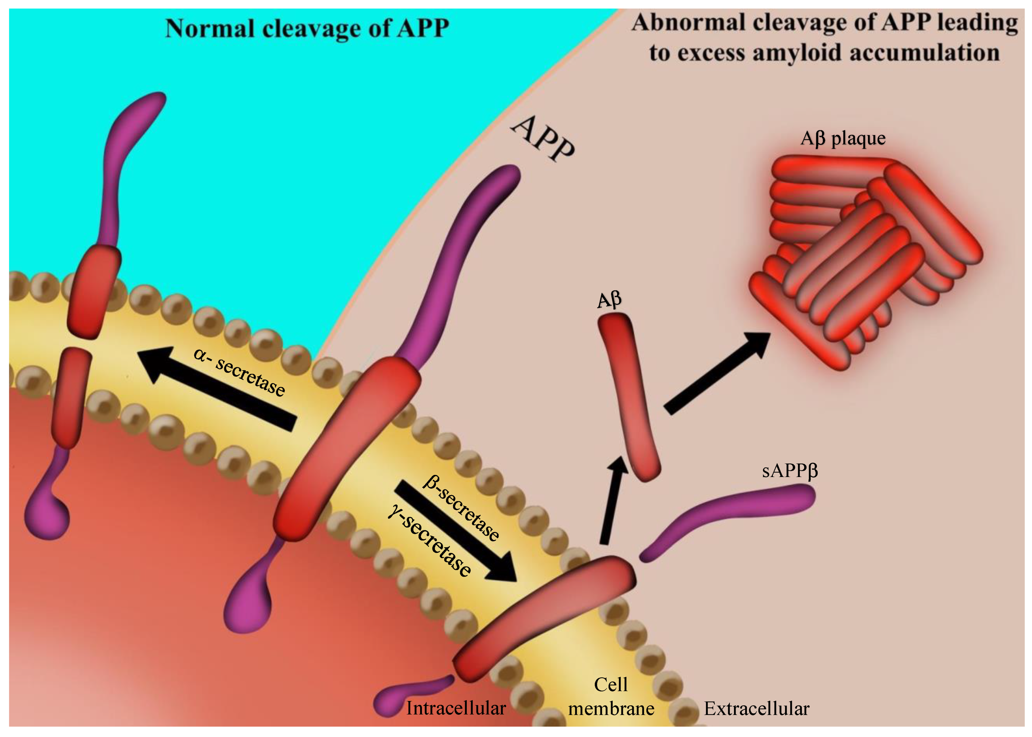 Nutrients 13 00037 g001 Nutrients 13 00037 g001