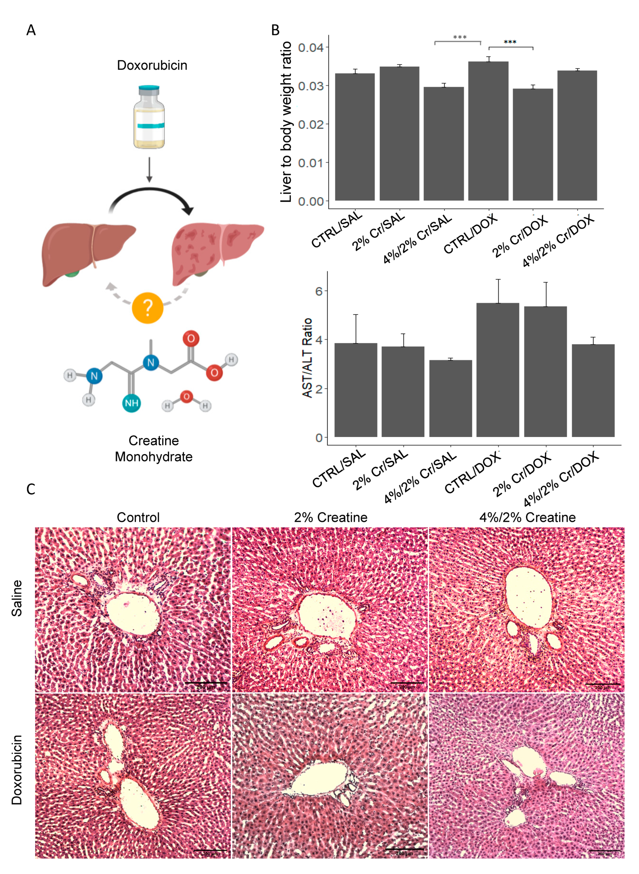 Creatine Alleviates Doxorubicin-Induced Liver Damage by Inhibiting ...
