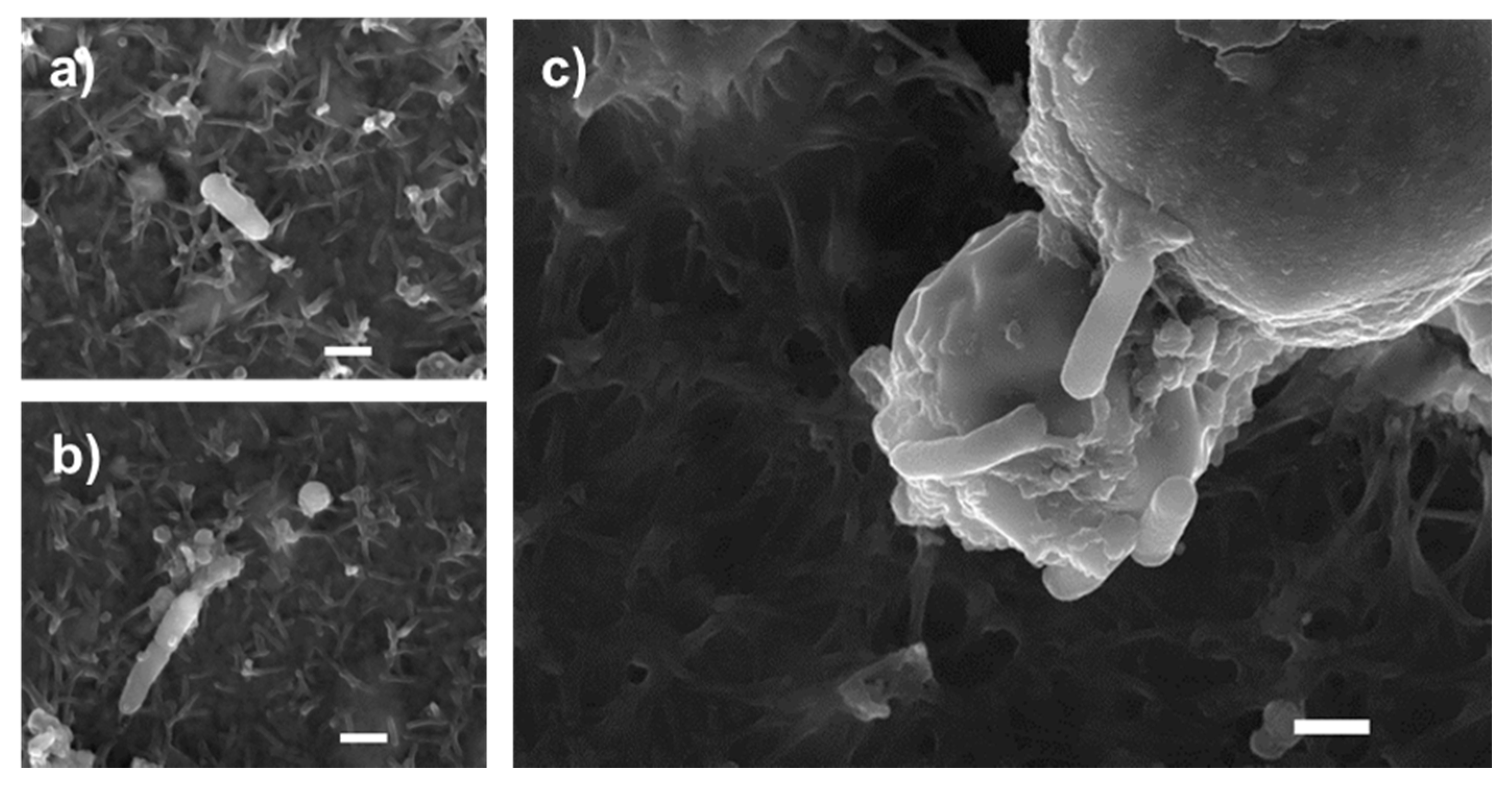 Nutrients 13 00071 g003