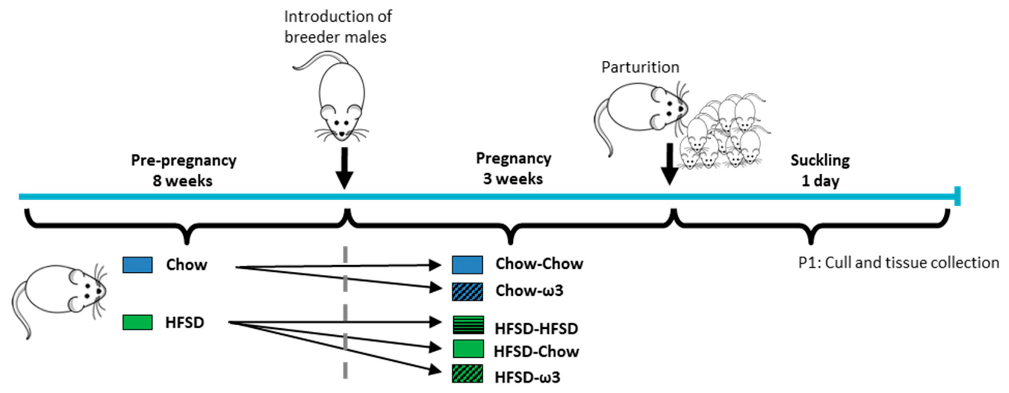 Nutrients Free Full-Text High Maternal Omega-3 Supplementation Dysregulates Body Weight and Leptin in Newborn Male and Female Rats Implications for Hypothalamic Developmental Programming