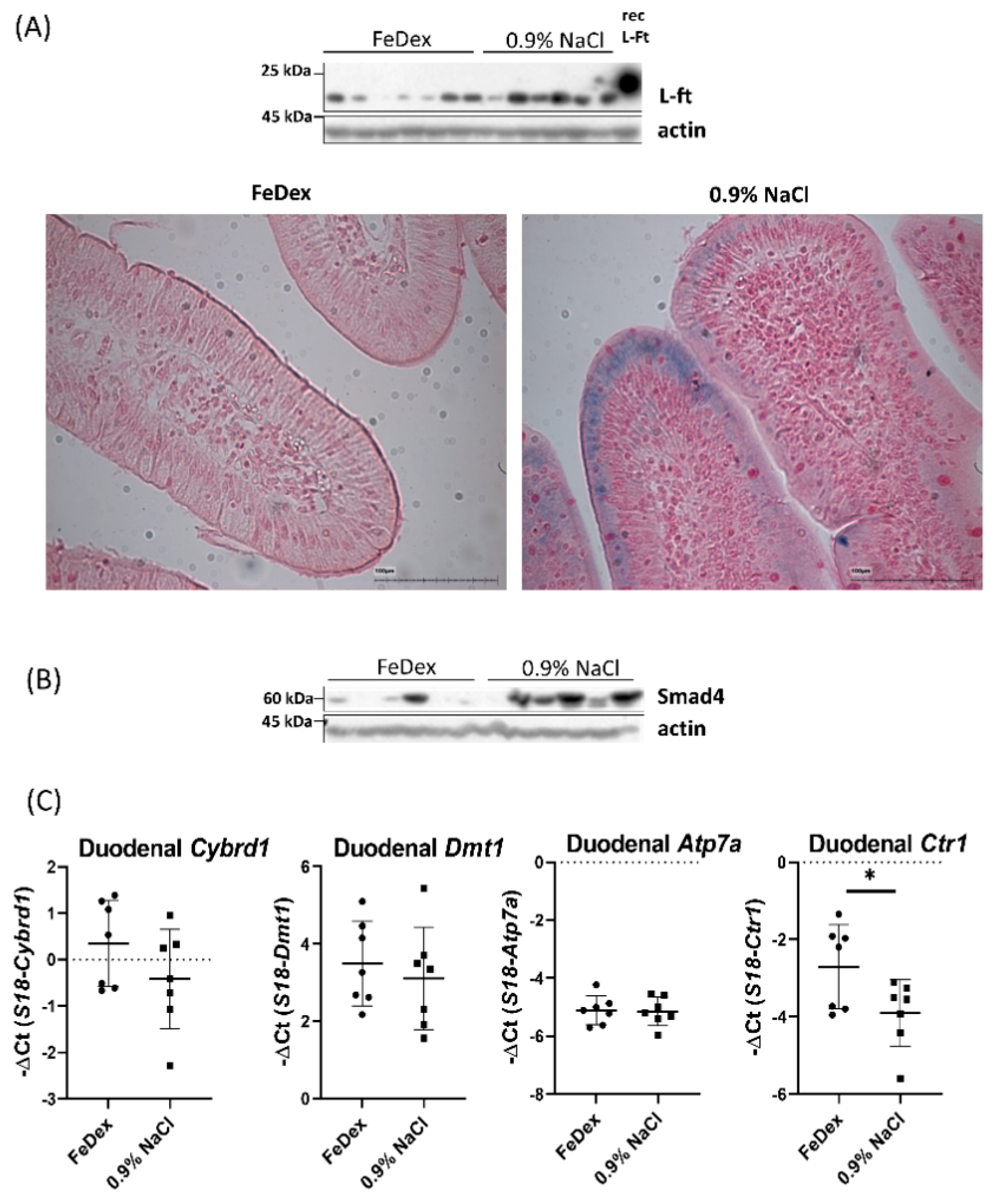 Nutrients 13 00104 g003 Nutrients 13 00104 g003