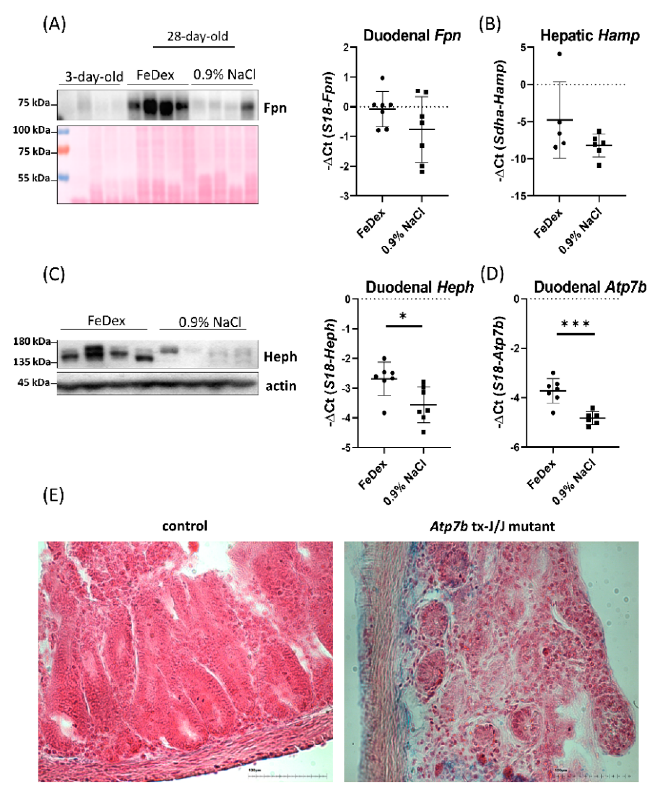 Nutrients 13 00104 g004 Nutrients 13 00104 g004