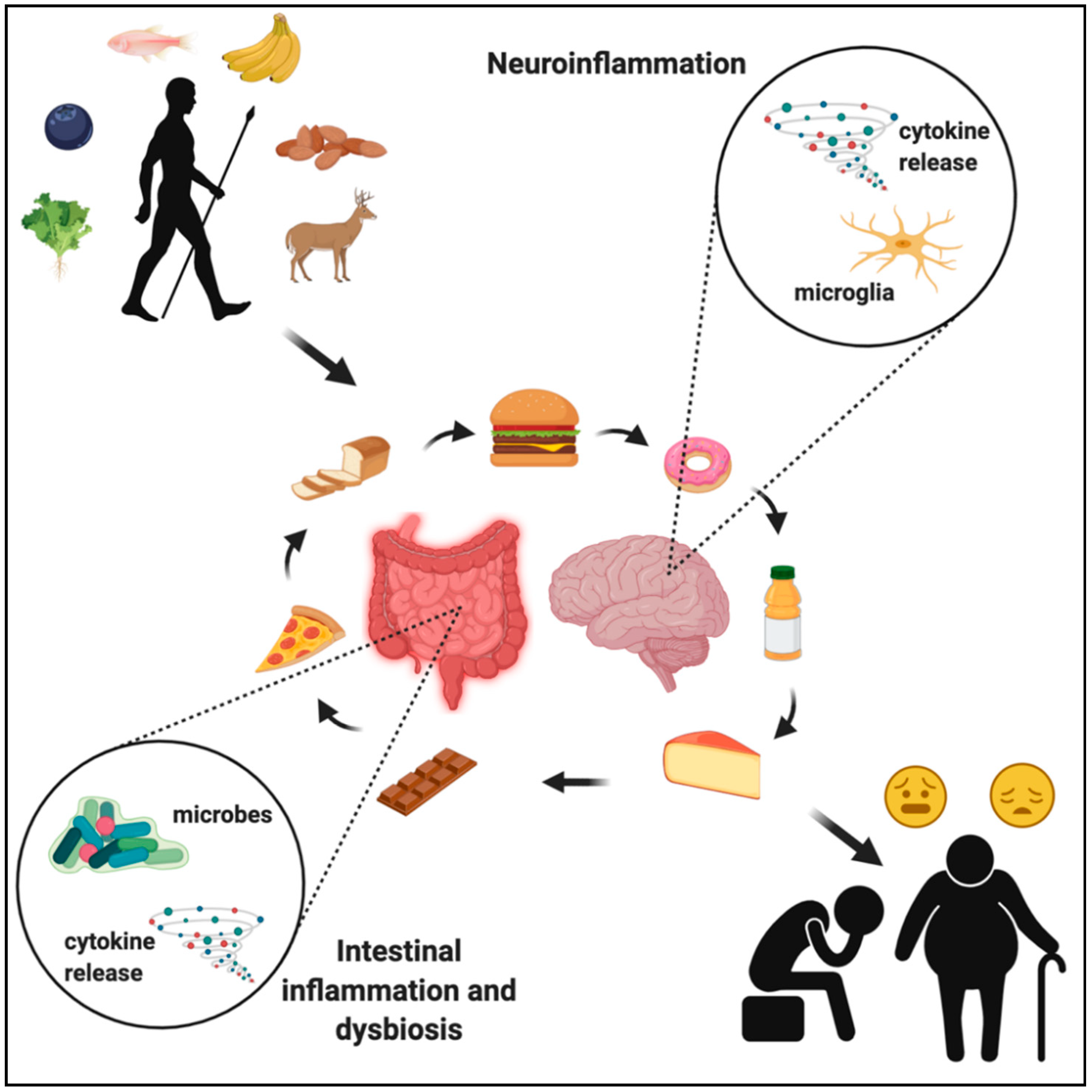 Evolution of the Human Diet and Its Impact ... Biology Diagrams