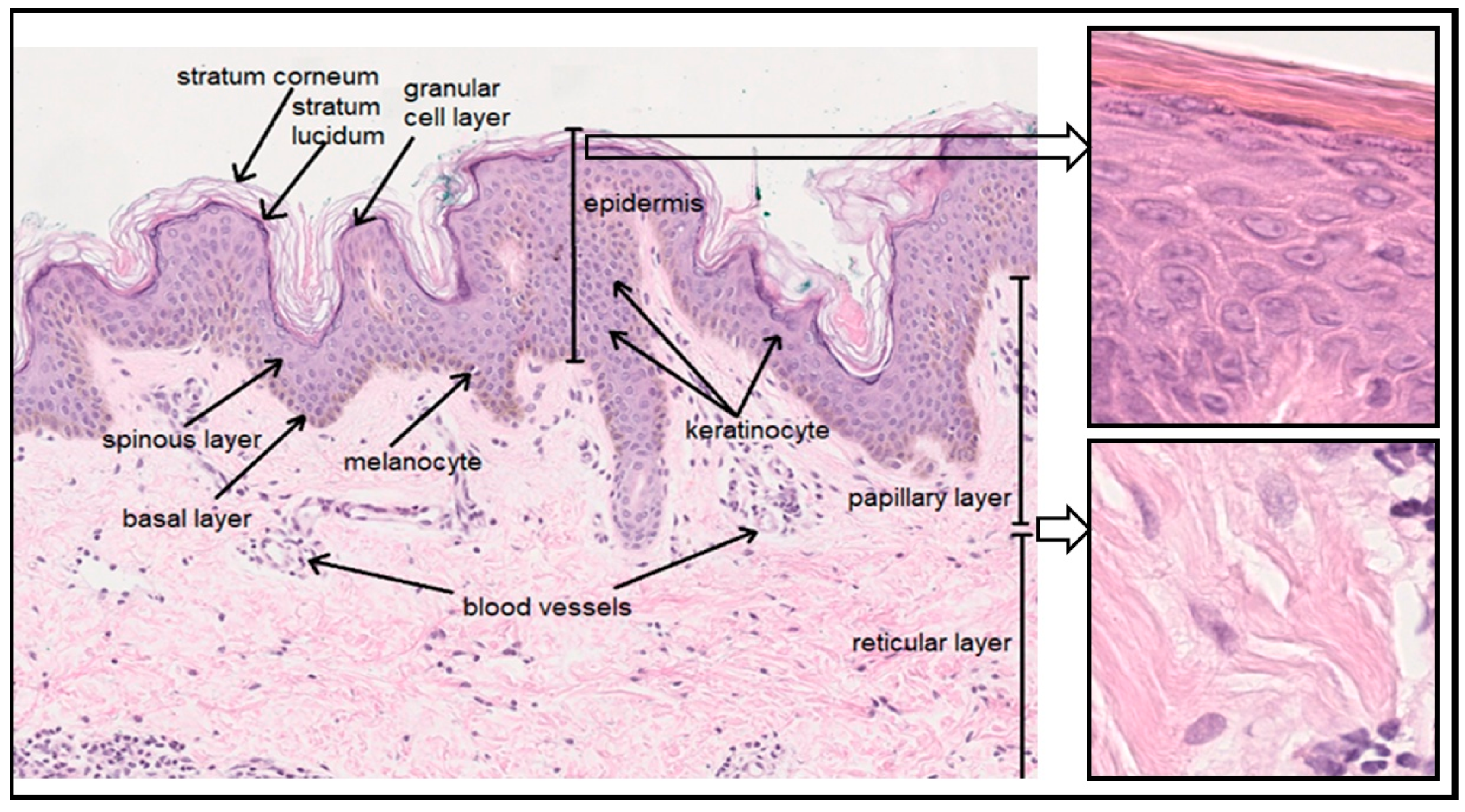 Nutrients 13 00203 g001