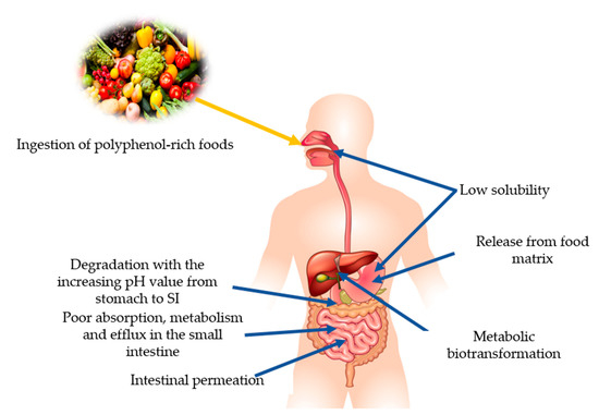 Nutrients Free Full Text Curcumin Quercetin Catechins And Metabolic Diseases The Role Of Gut Microbiota Html Nutrients Free Full Text Curcumin Quercetin Catechins And Metabolic Diseases The Role Of Gut Microbiota Html