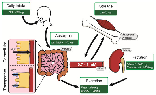 Nutrients 13 00210 g001 550