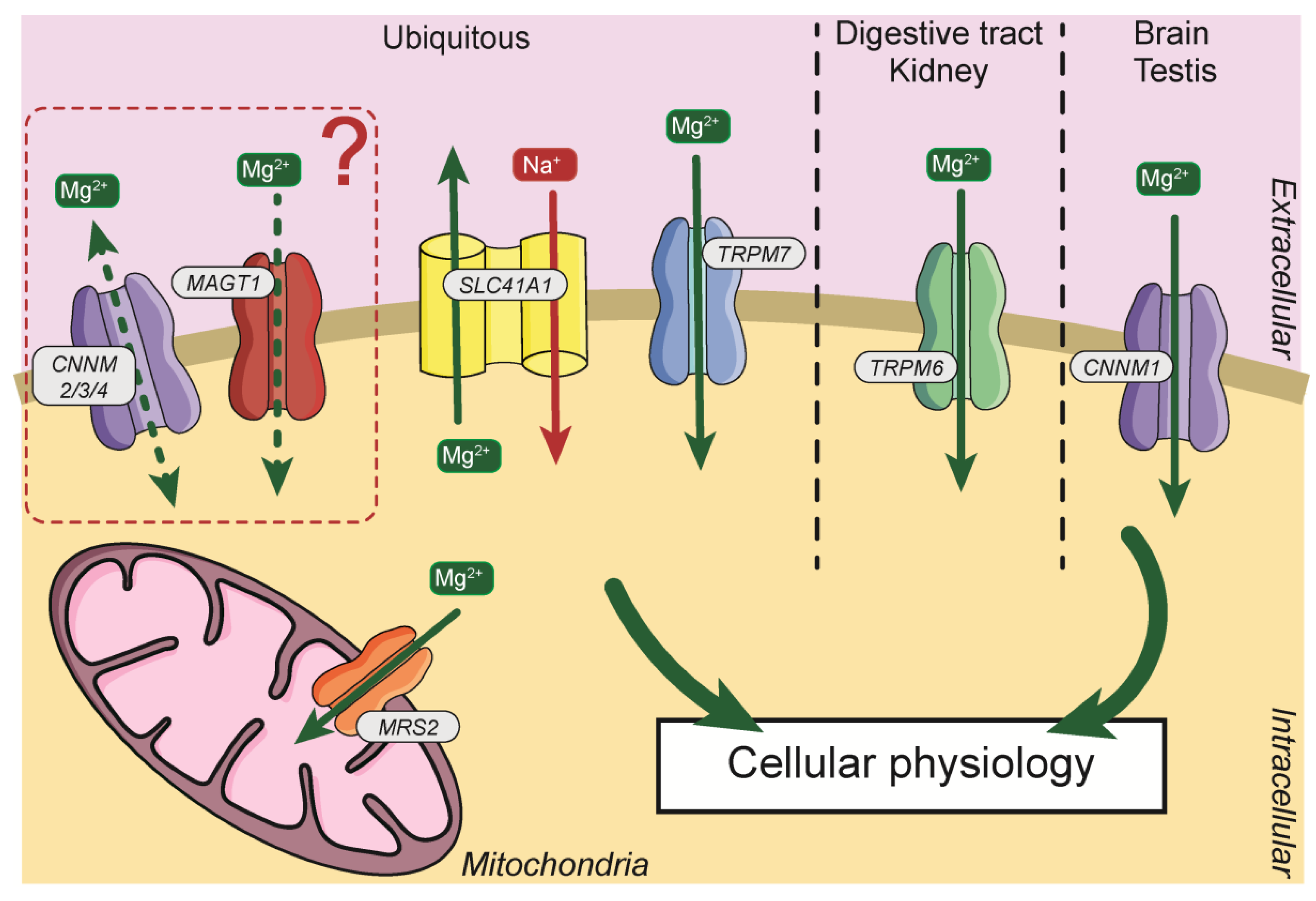 Nutrients 13 00210 g002 Nutrients 13 00210 g002