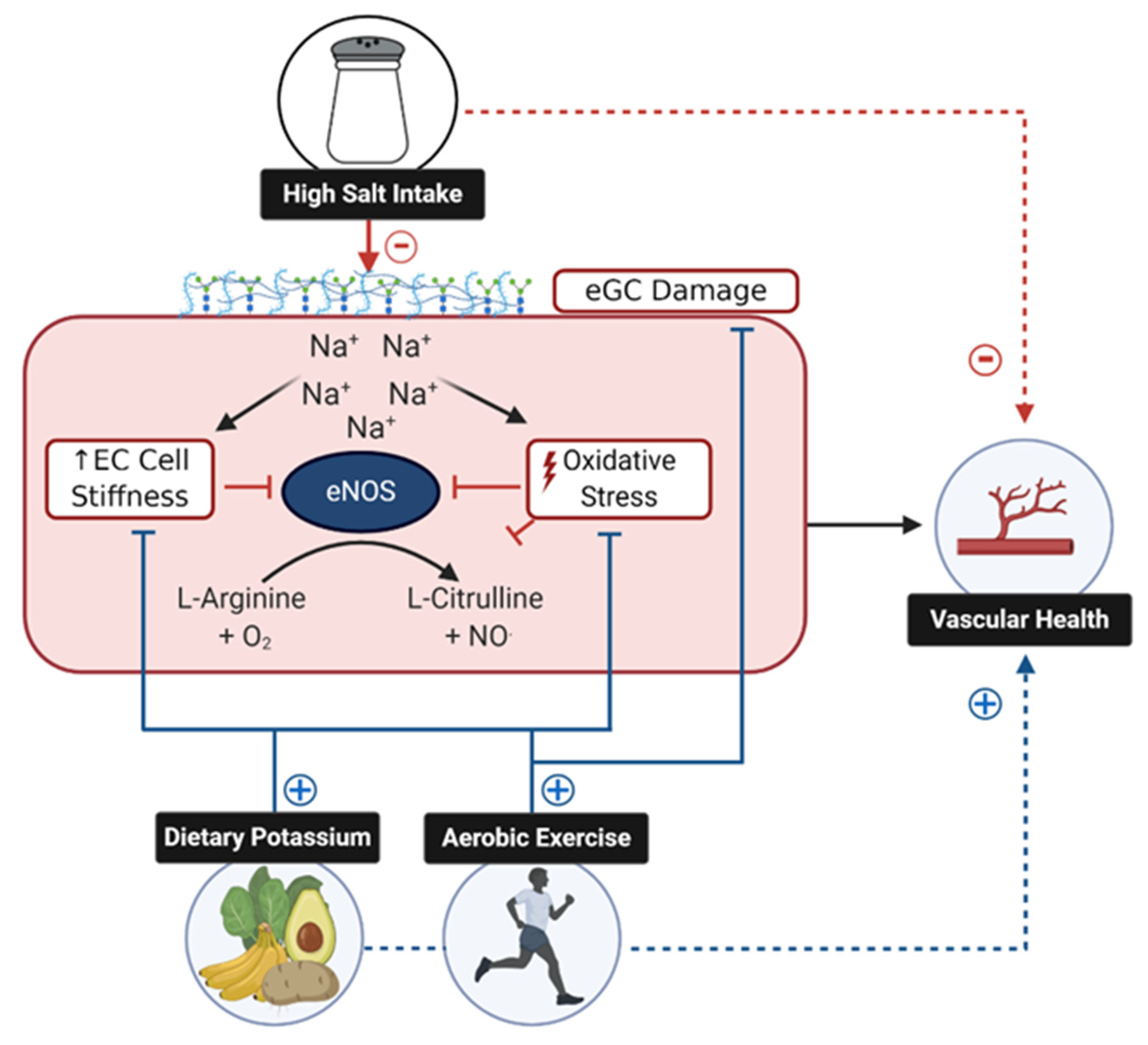 Nutrients Free FullText Mechanisms of Dietary SodiumInduced