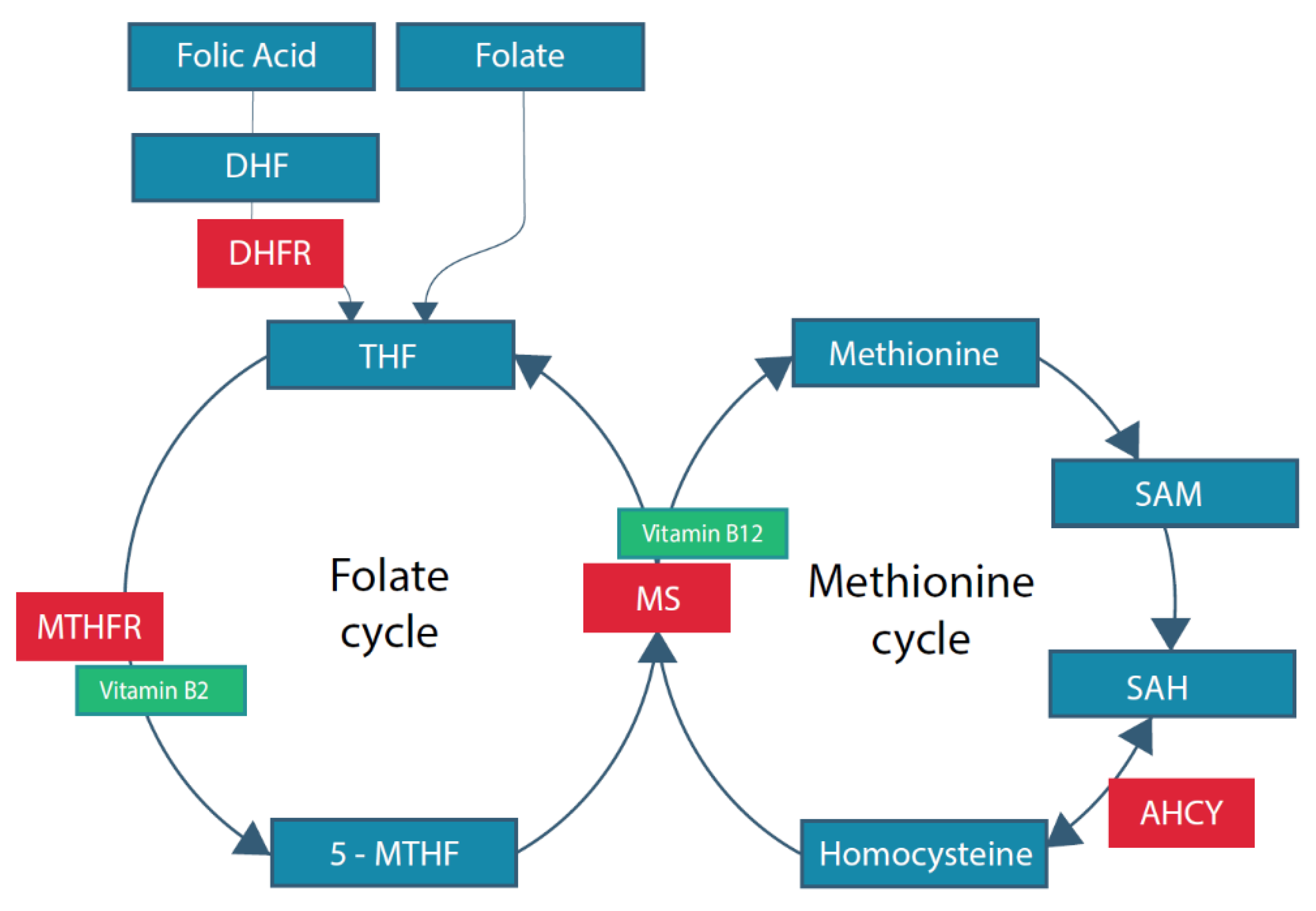 Nutrients 13 00331 g001 Nutrients 13 00331 g001