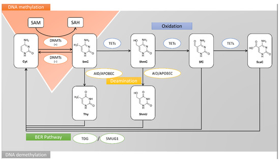 Nutrients 13 00332 g001 550