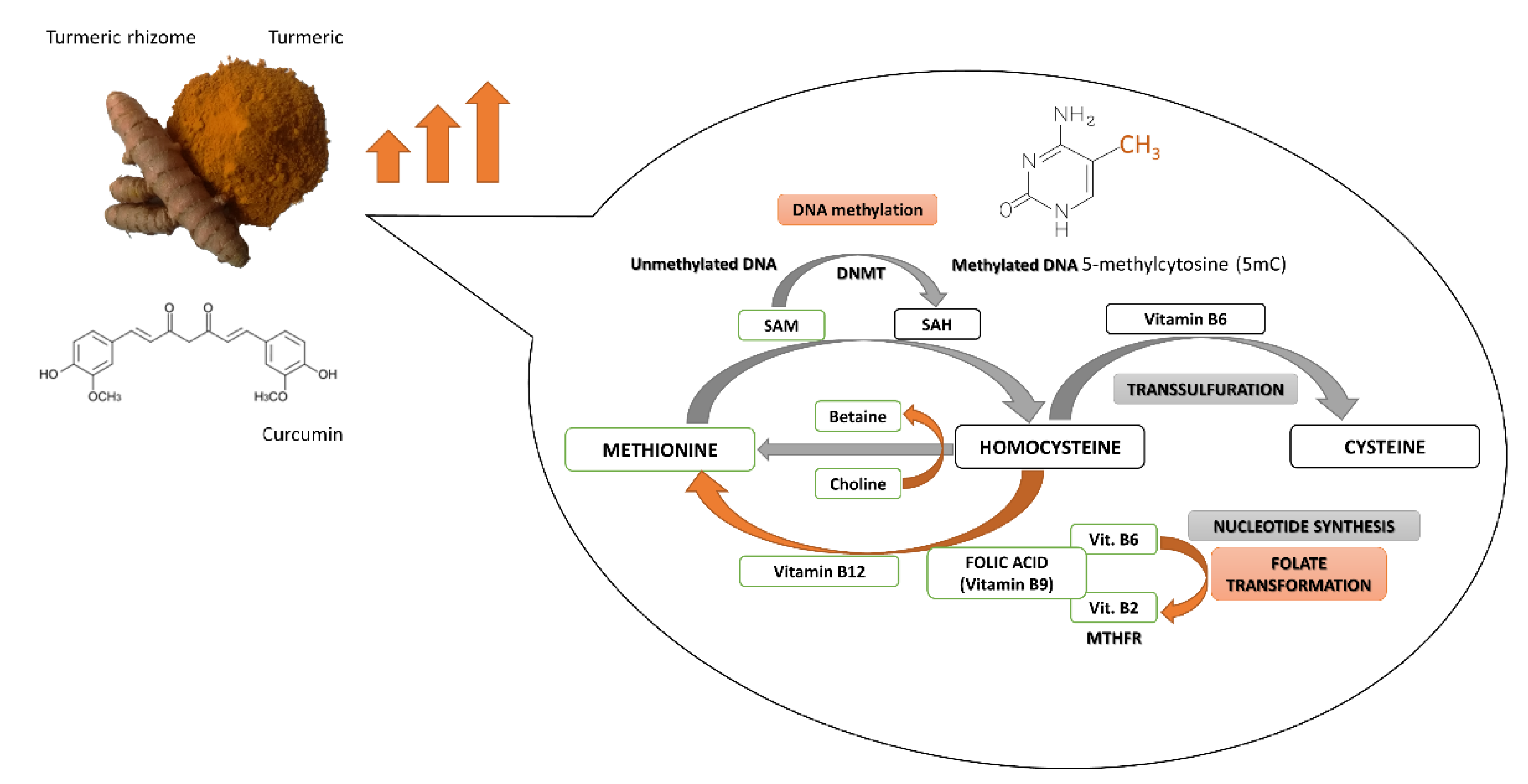Nutrients 13 00332 g002
