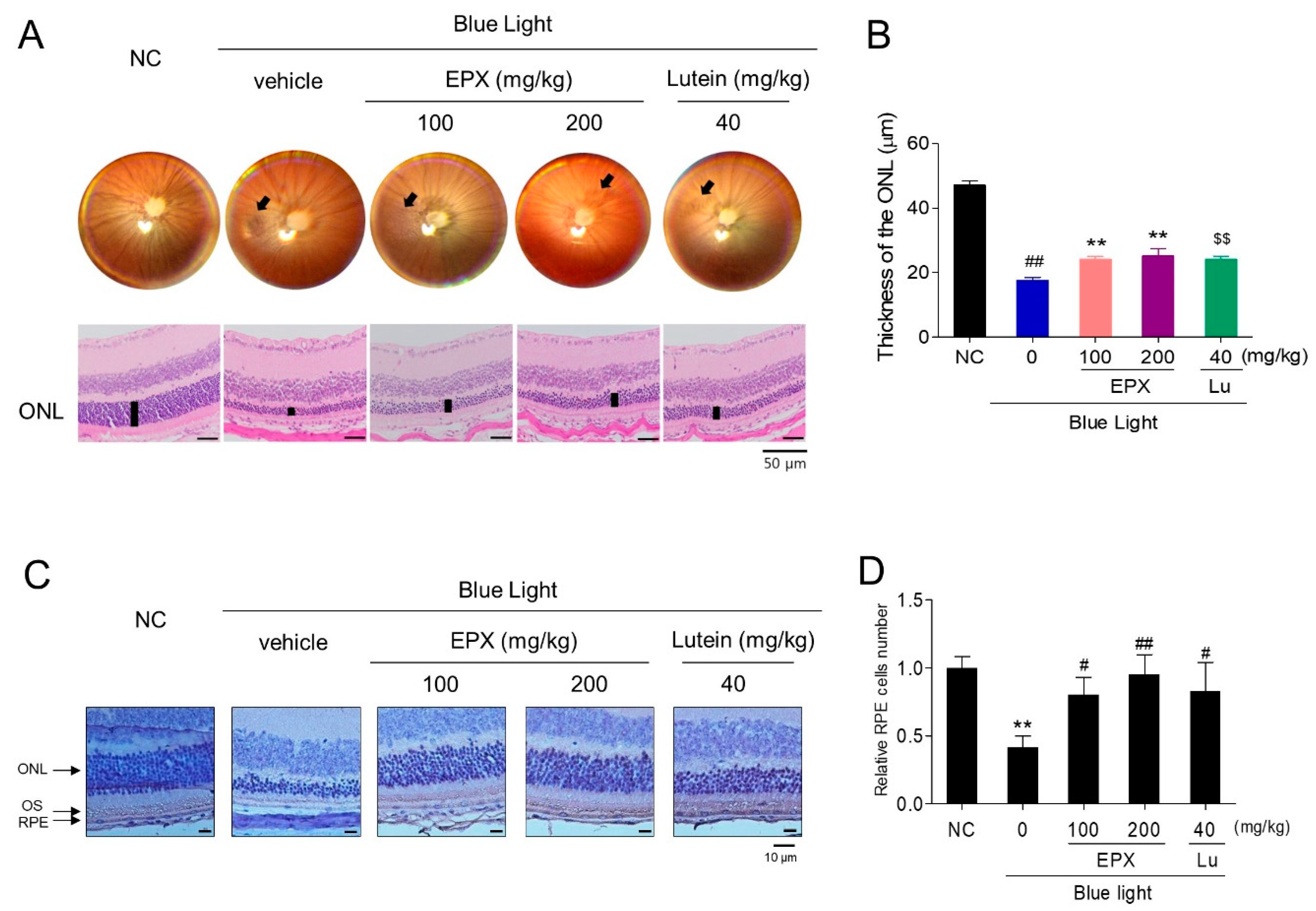 Nutrients 13 00359 g008 Nutrients 13 00359 g008