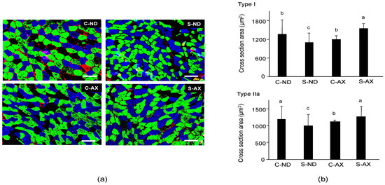 Astaxanthin Prevents Atrophy in Slow Muscle Fibers by Inhibiting