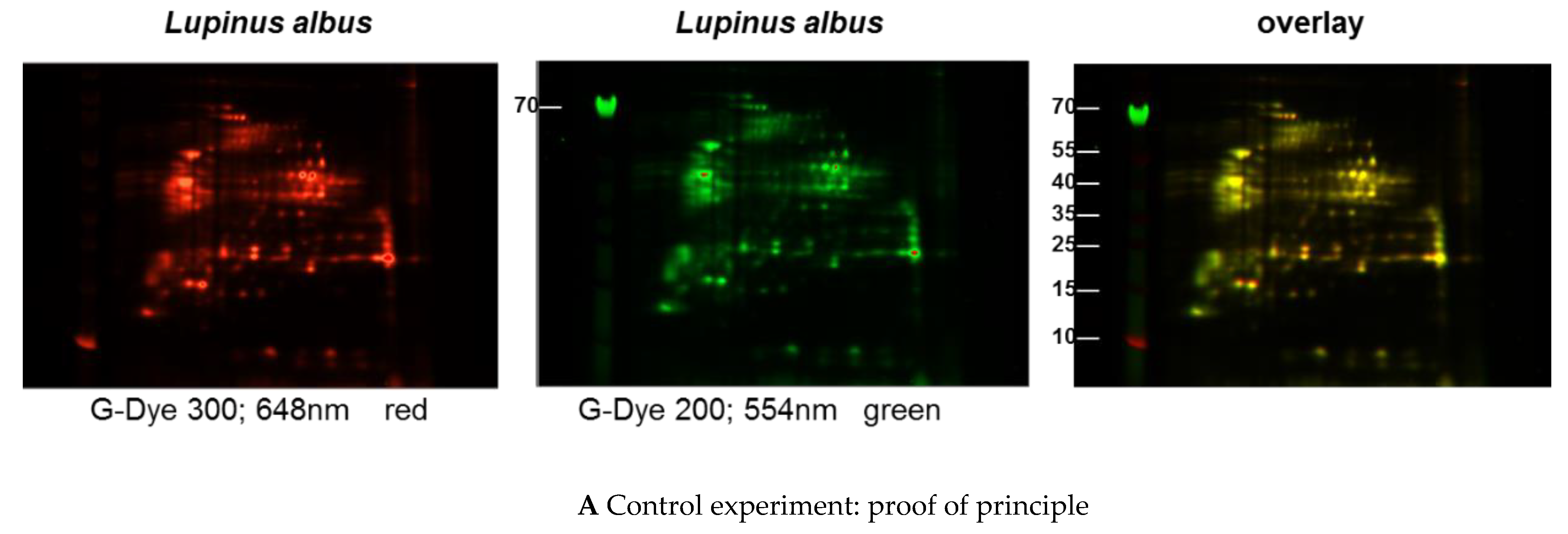 Nutrients 13 00409 g001a