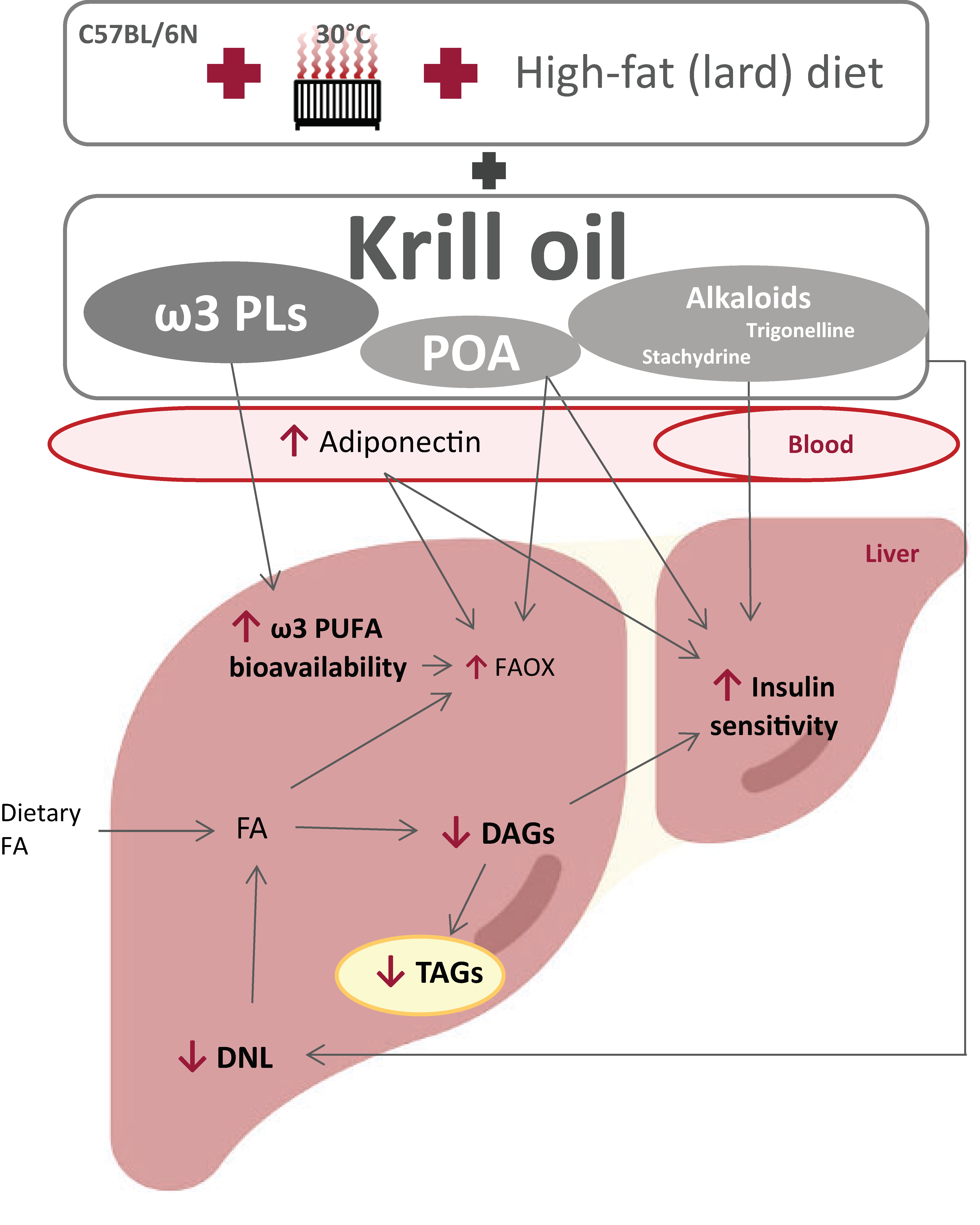 Nutrients 13 00437 g010 Nutrients 13 00437 g010