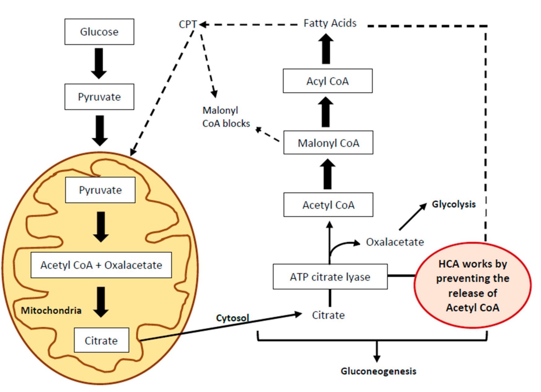 Nutrients 13 00450 g003 Nutrients 13 00450 g003