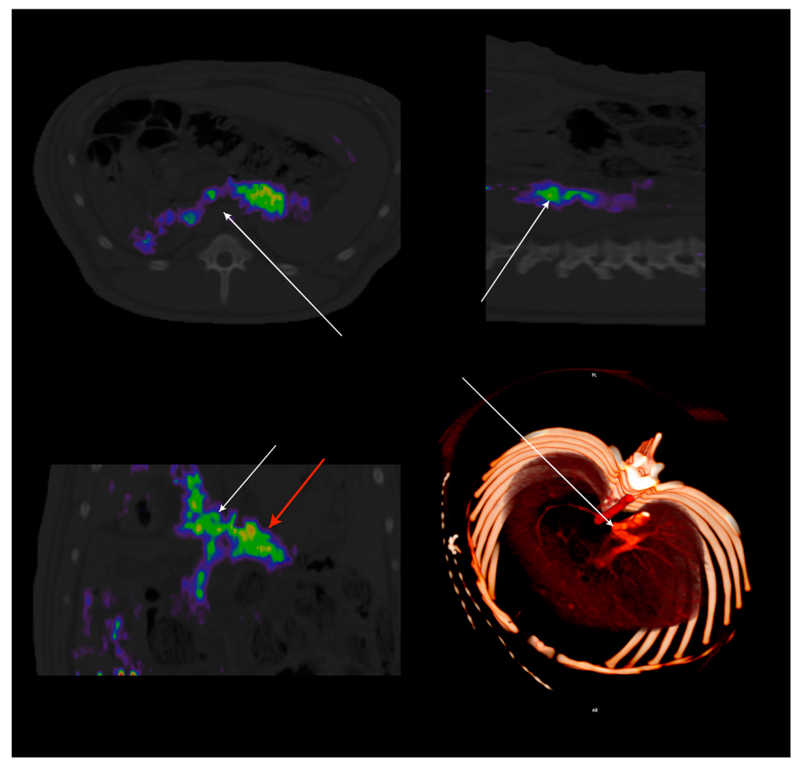 Nutrients 13 00467 g004 Nutrients 13 00467 g004