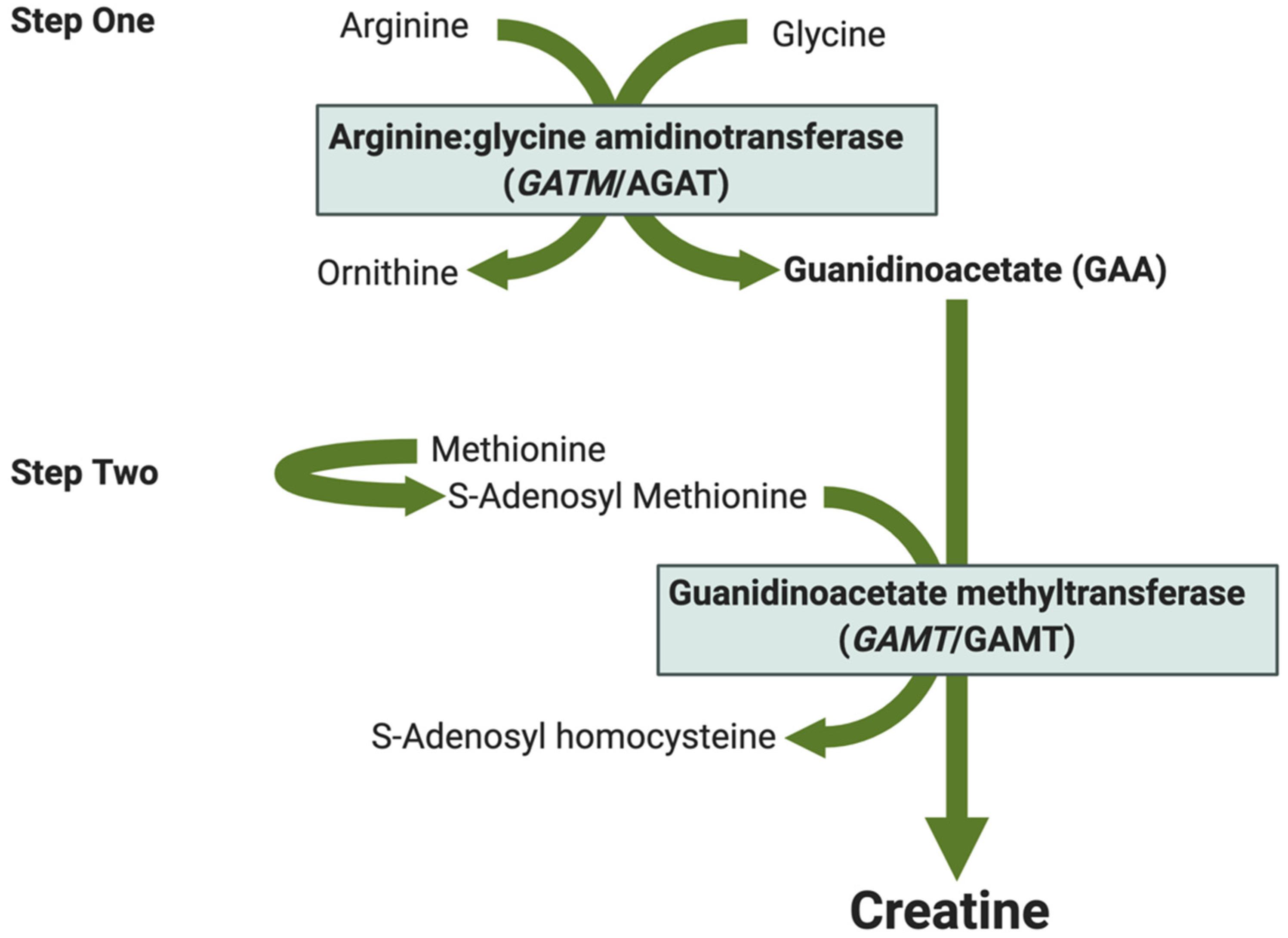 Nutrients 13 00490 g002 Nutrients 13 00490 g002